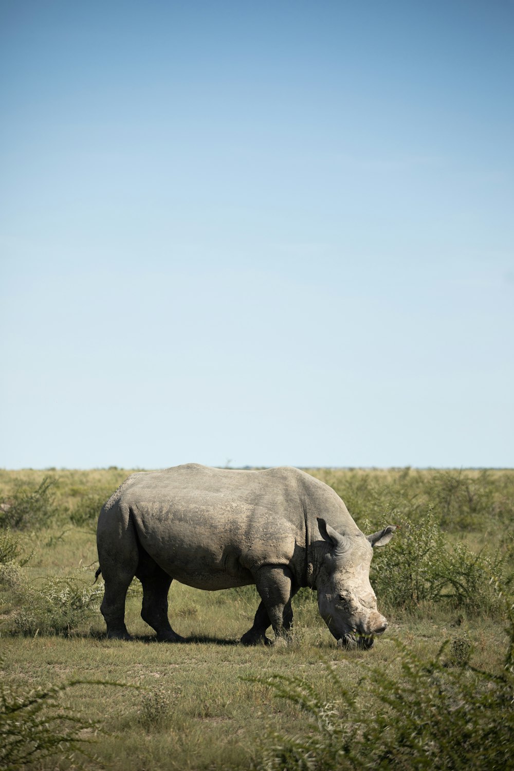 a white rhino standing on top of a lush green field