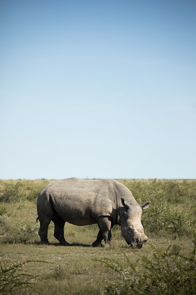 The Last Rhinos Campaign