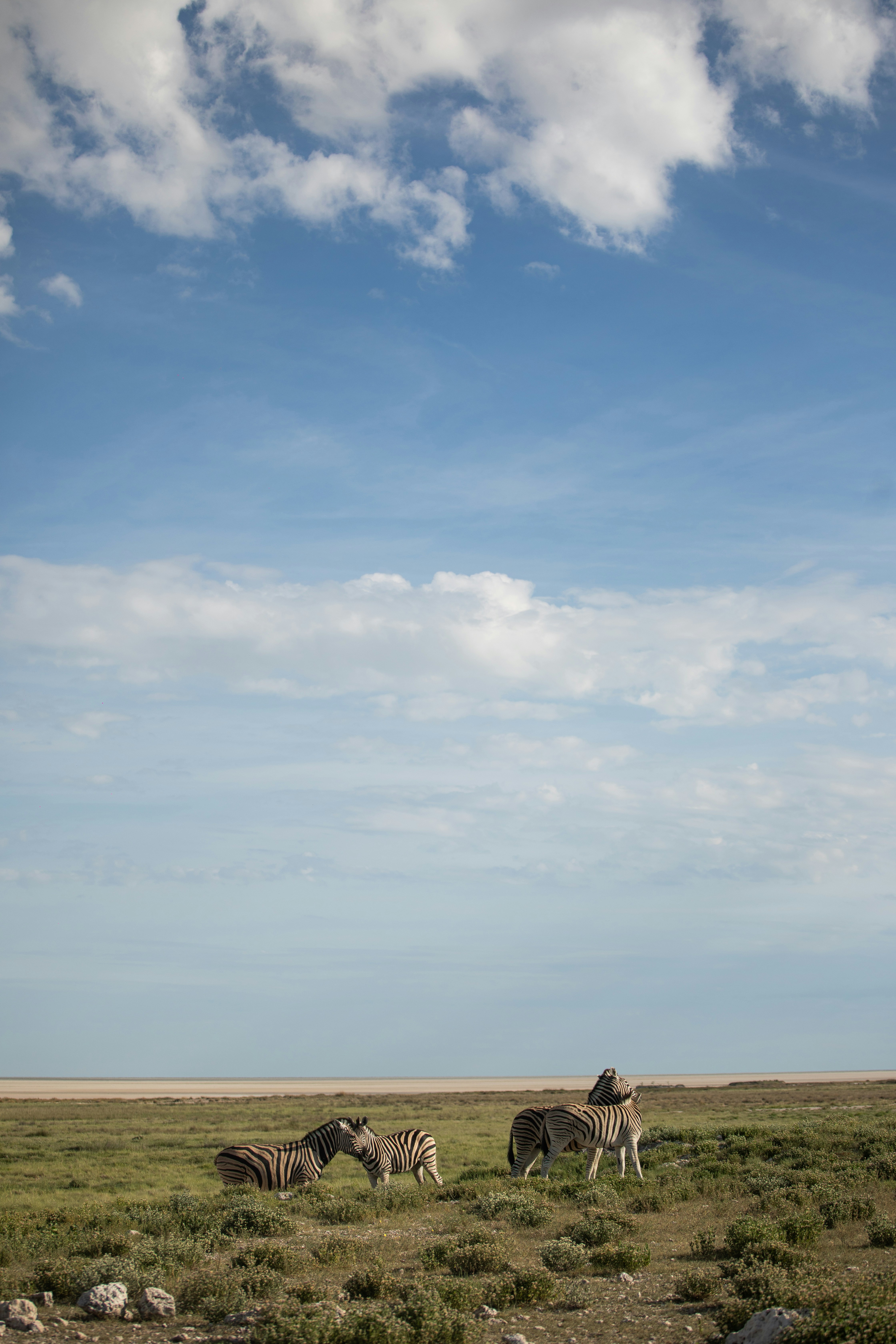 풀로 뒤덮인 들판 위에 서 있는 얼룩말 떼