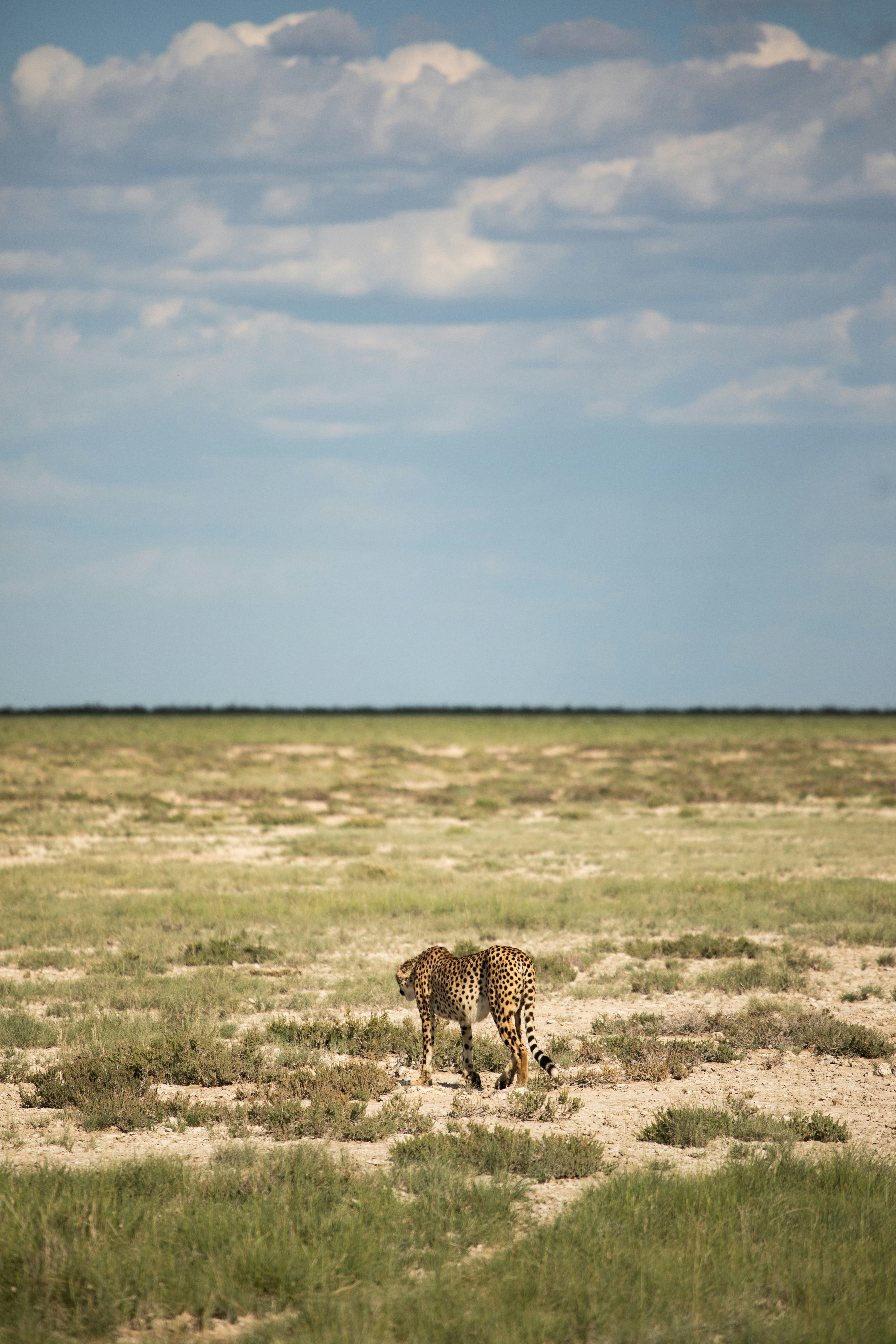 풀로 뒤덮인 들판을 가로질러 걷는 얼룩말