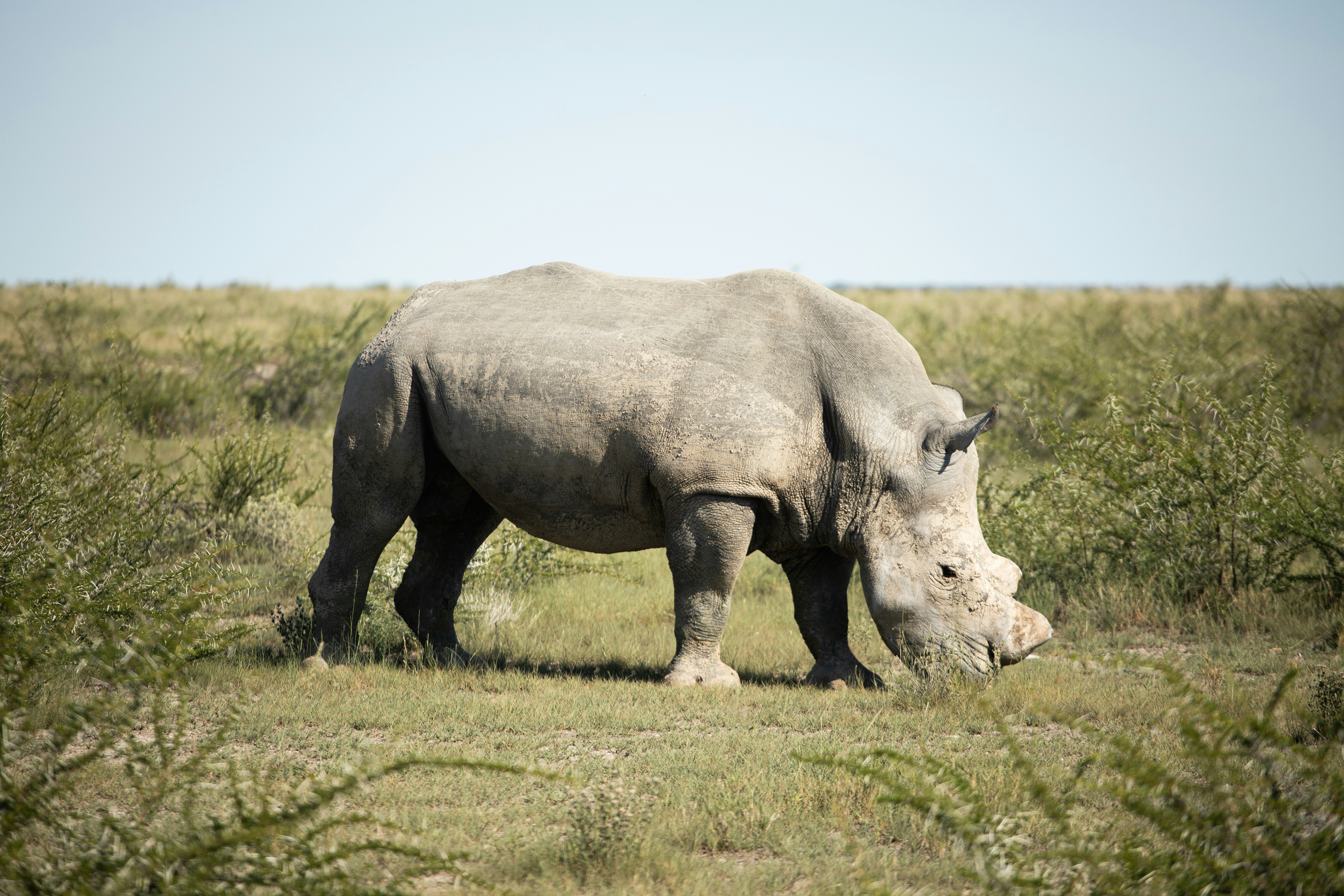 풀밭에서 풀을 뜯고 있는 흰 코뿔소