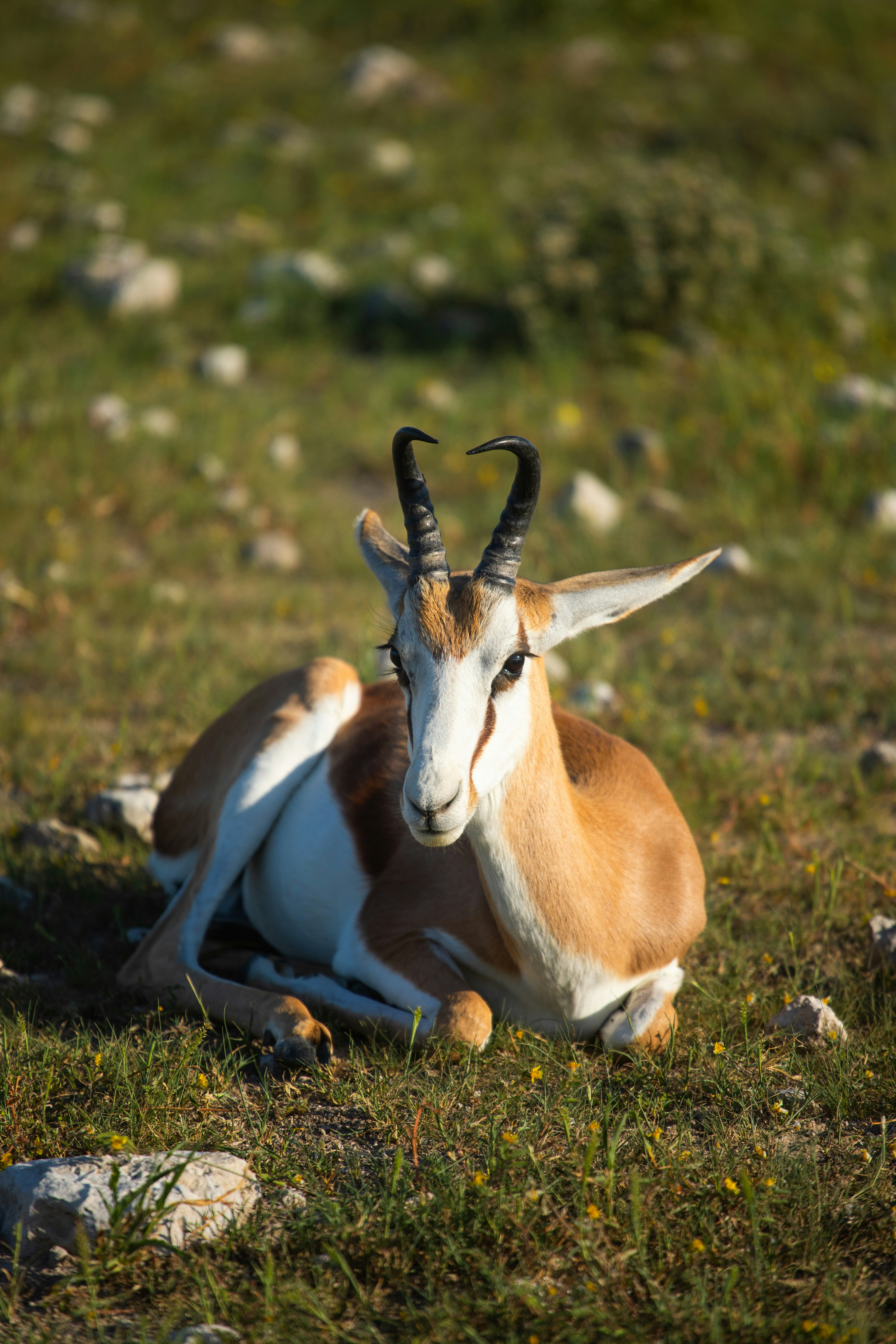 들판의 땅에 앉아 있는 영양