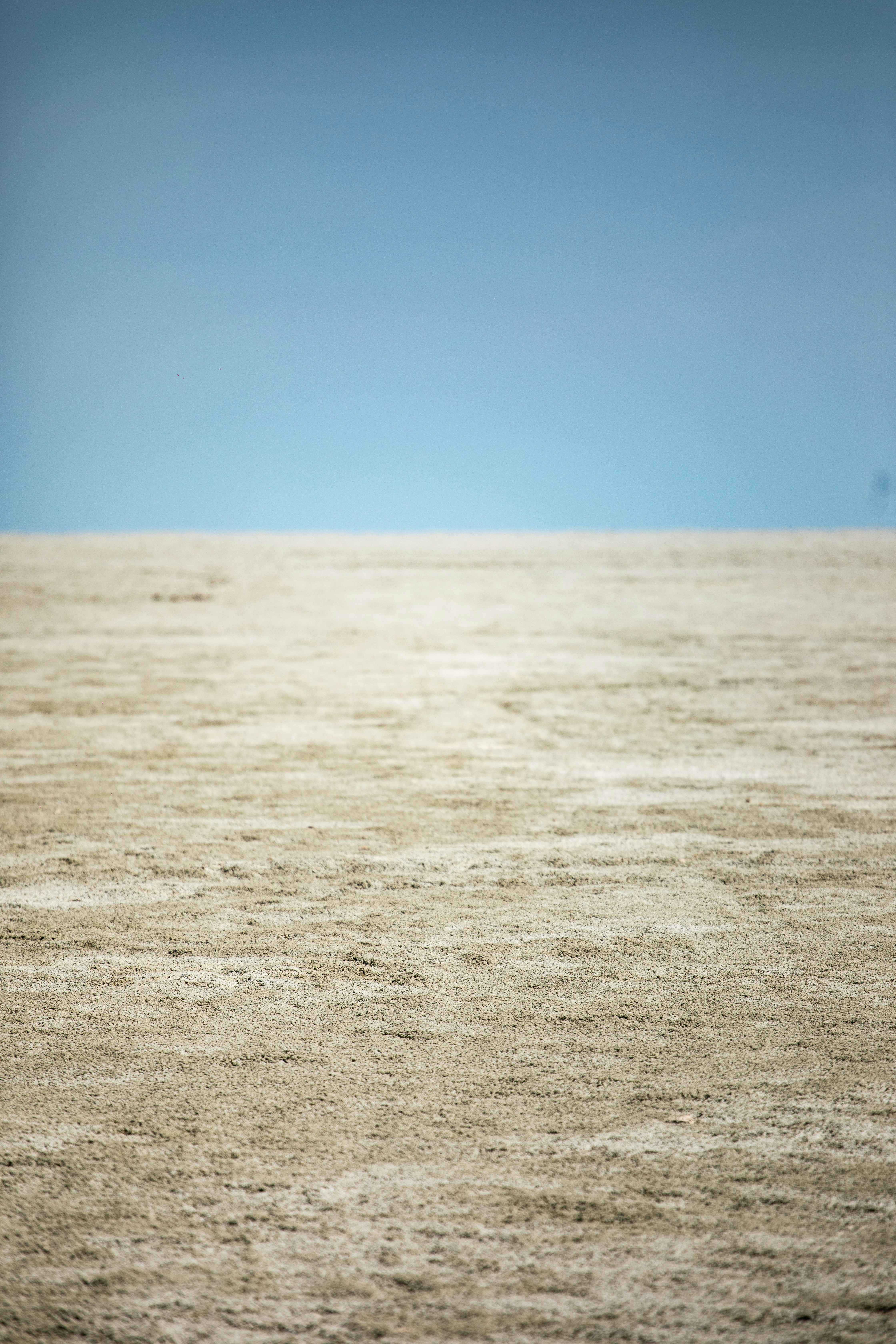 들판 한가운데에 서 있는 외로운 새