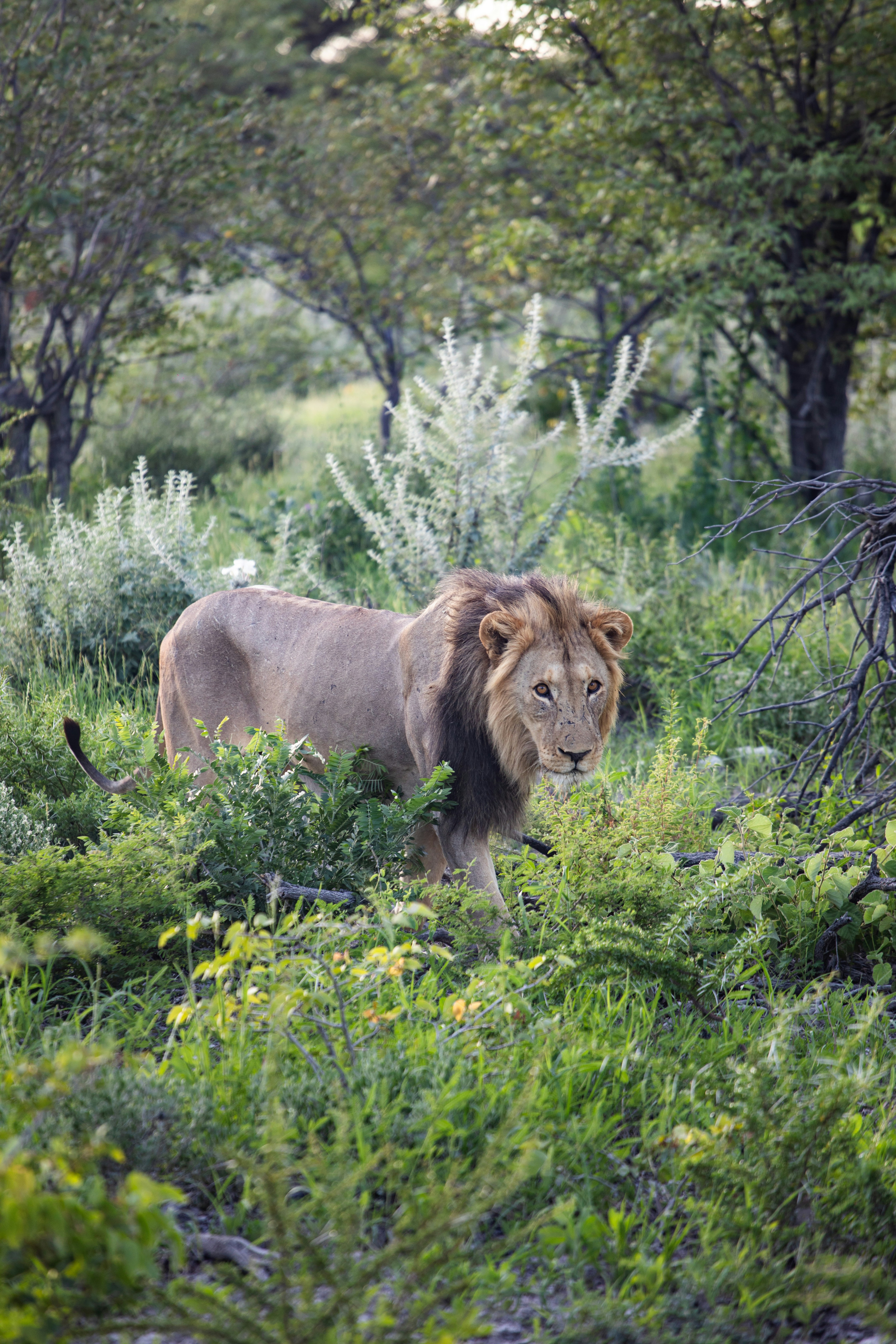 무성한 녹색 숲을 걷는 사자