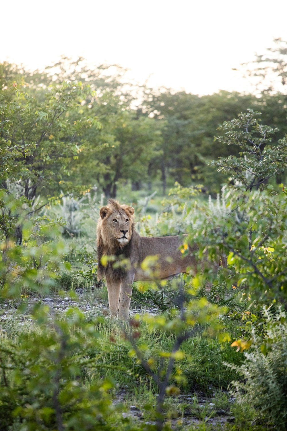 a lion standing in the middle of a forest