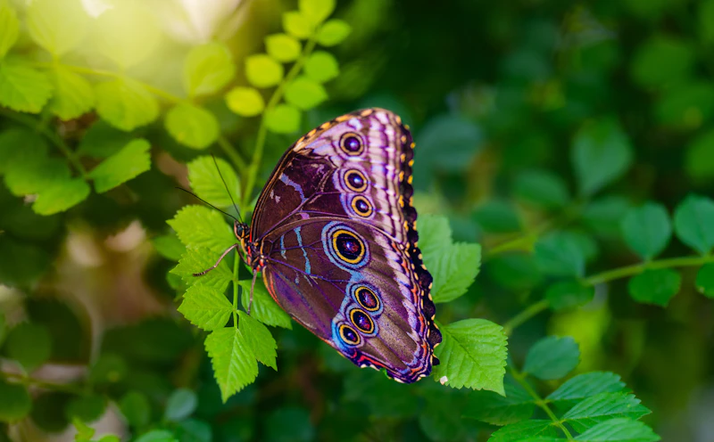 蝶のイメージ - 変容と美しさの象徴