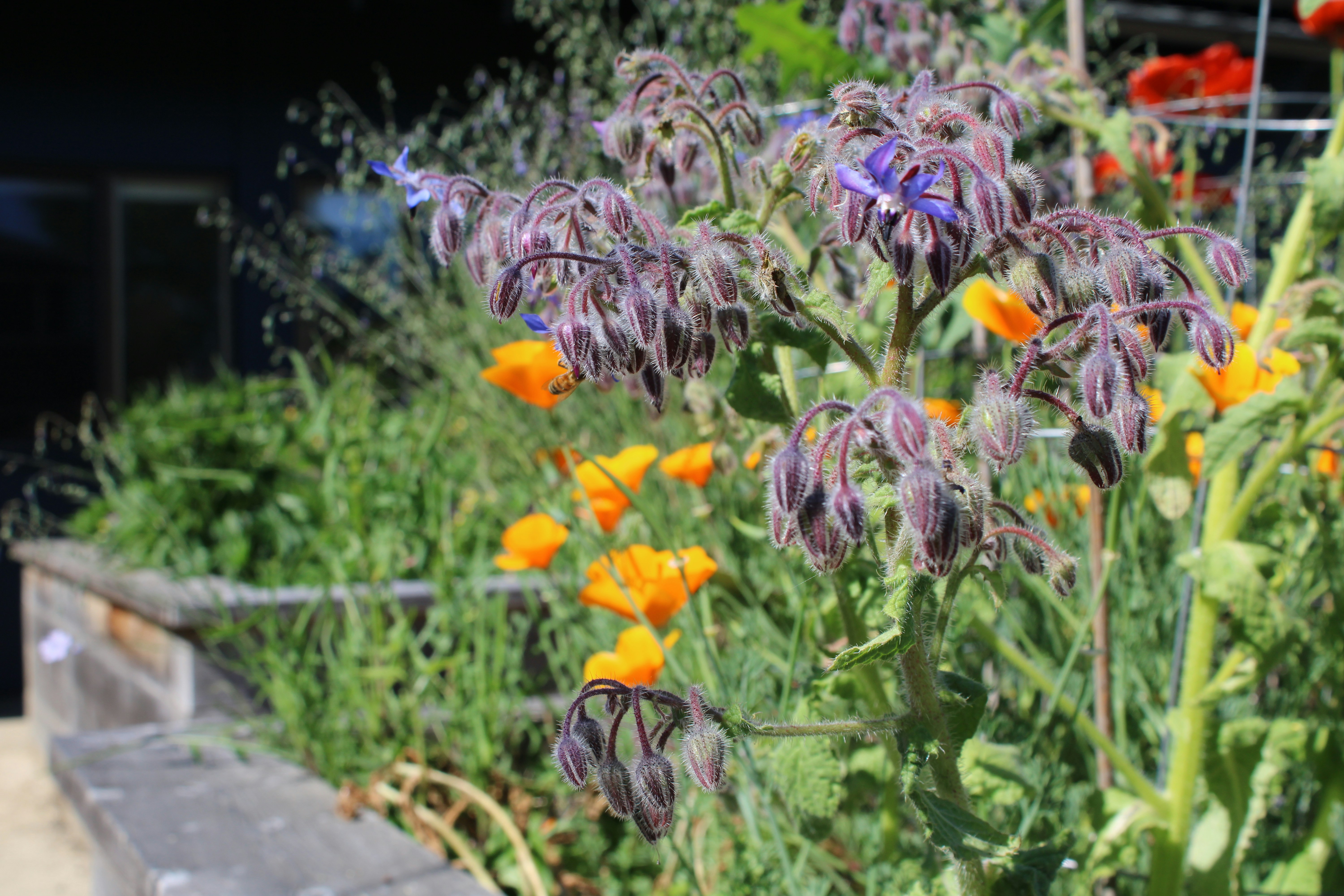a garden filled with lots of purple and orange flowers