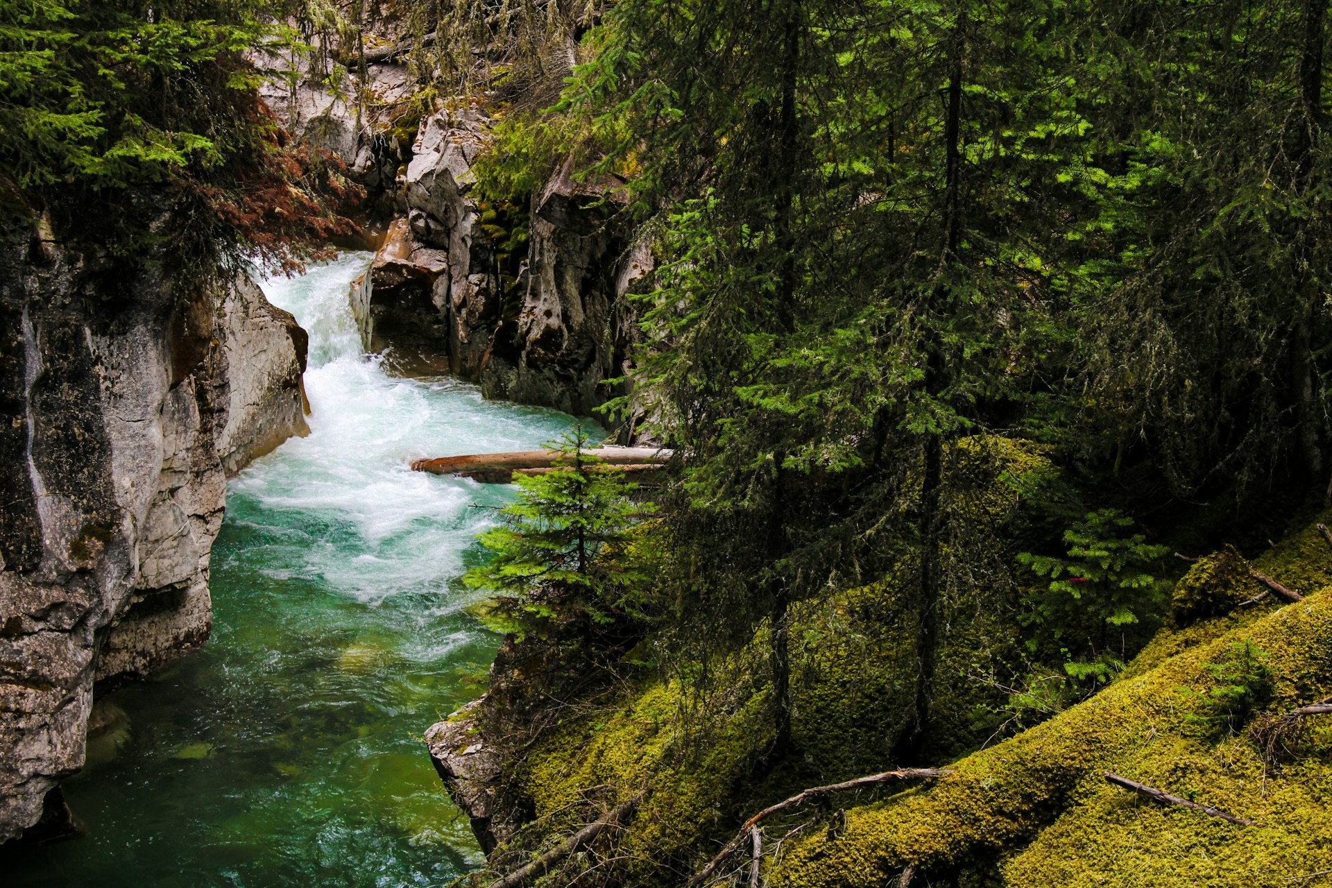 a river running through a lush green forest