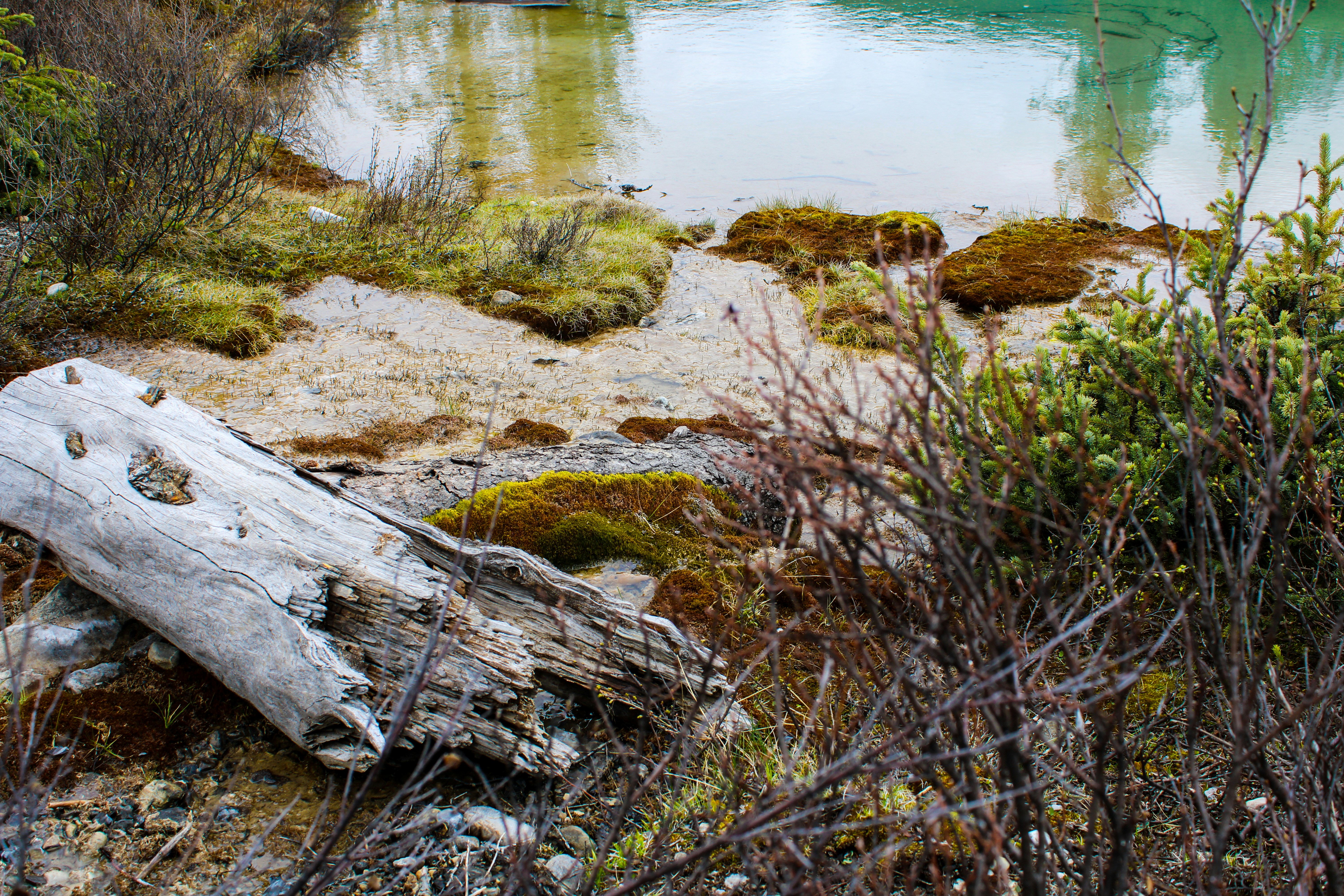 a log sitting on the ground next to a body of water