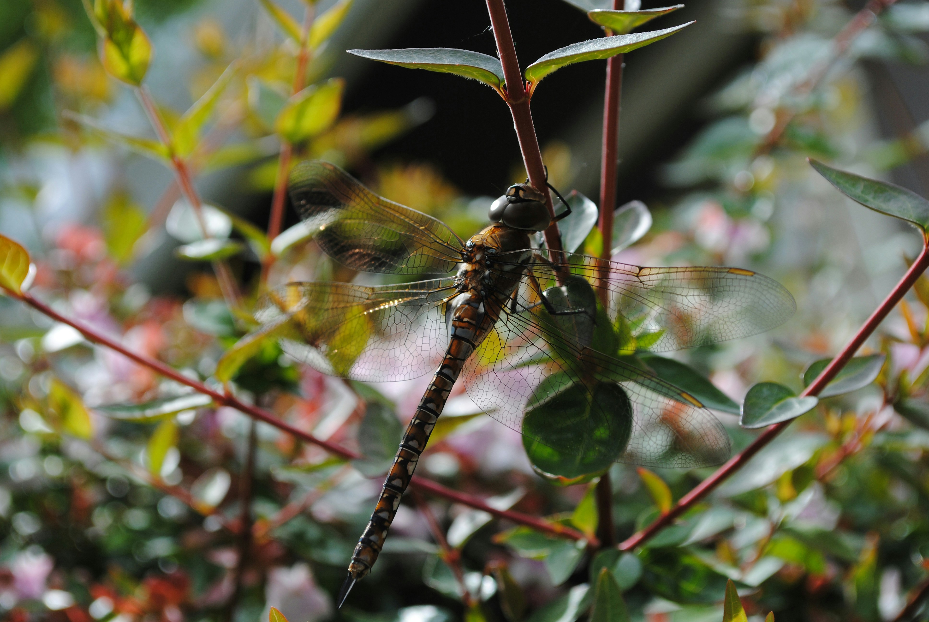 a close up of a dragonfly on a plant