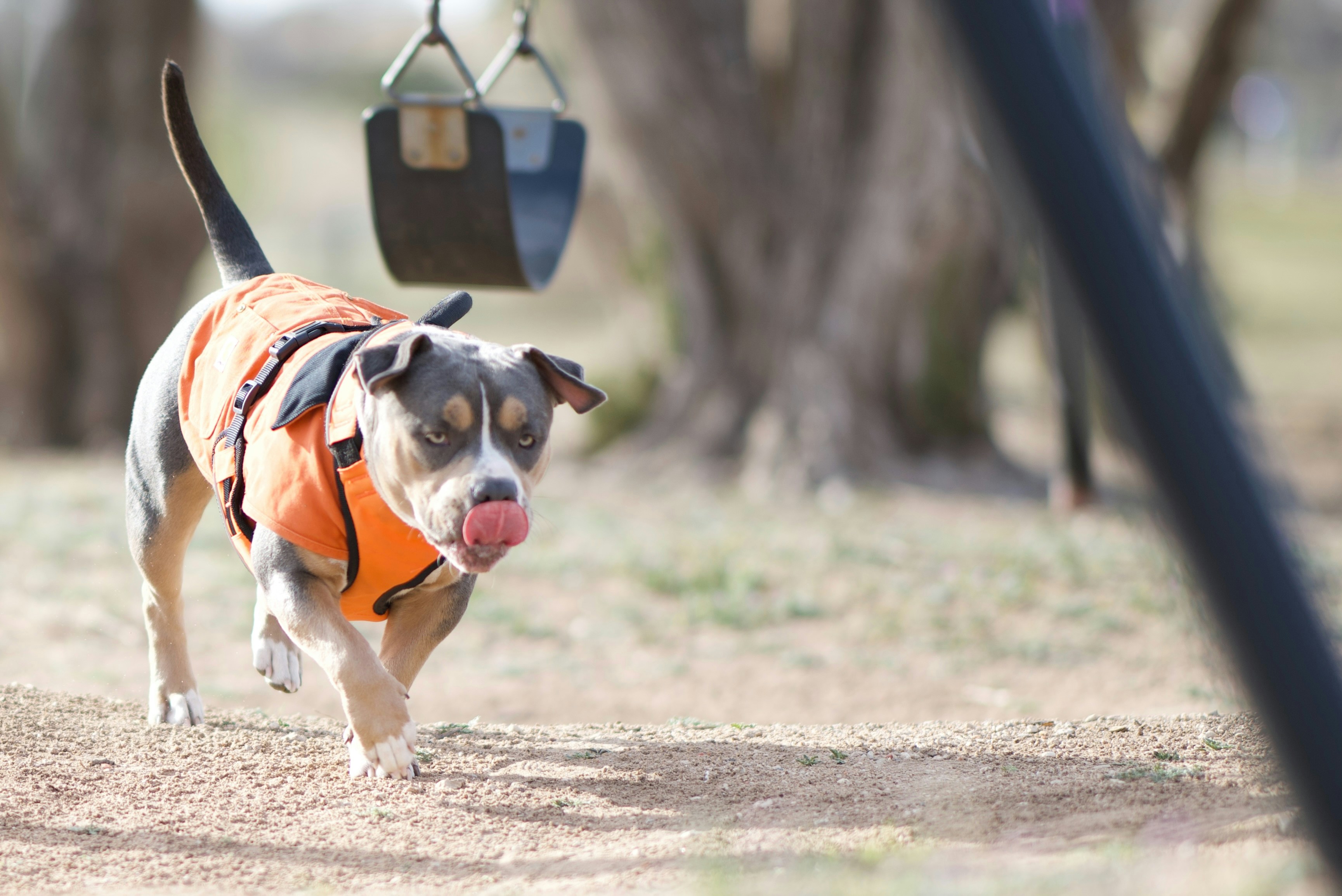 a dog wearing an orange vest running in a park