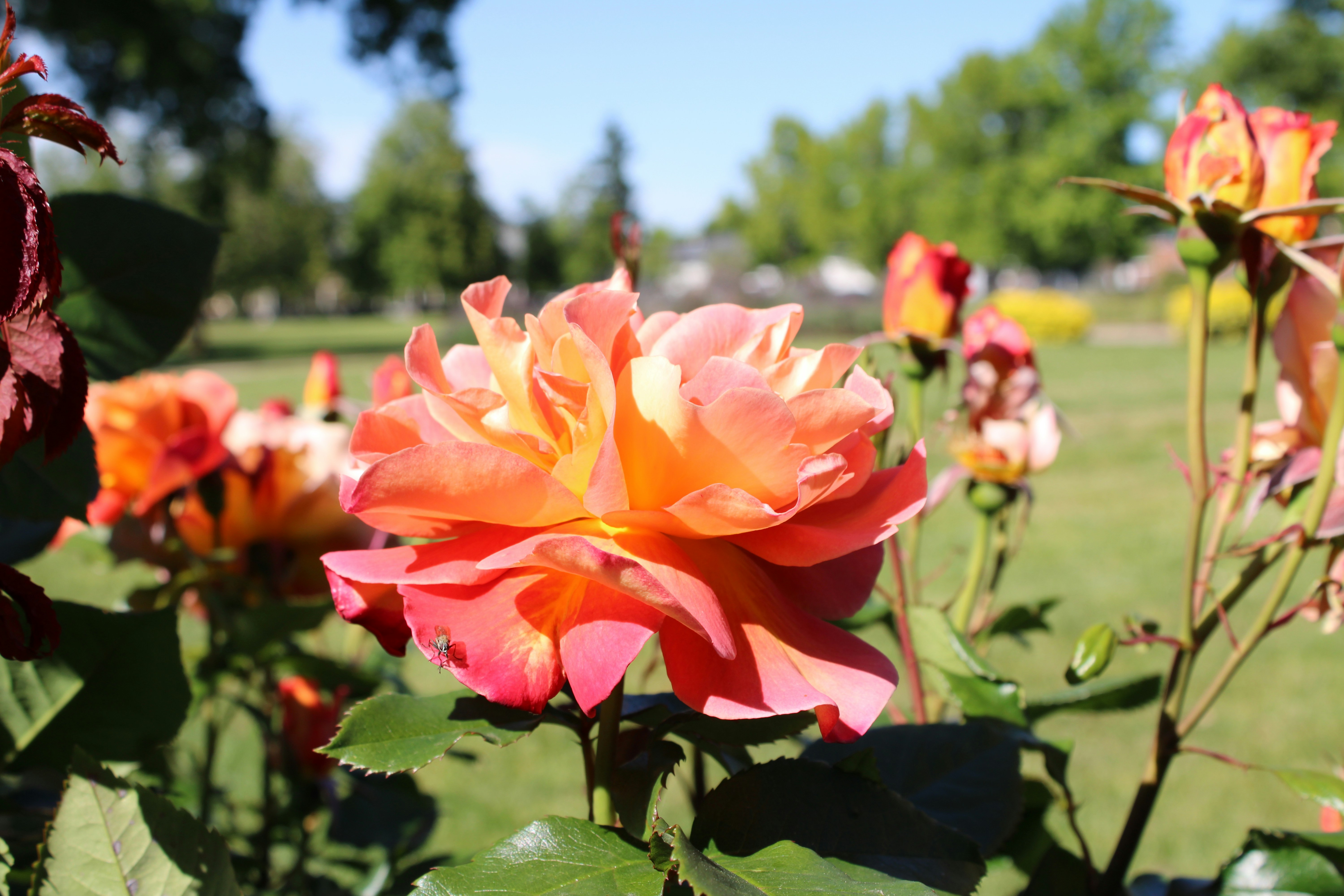 Park- &amp; Strauchrosen