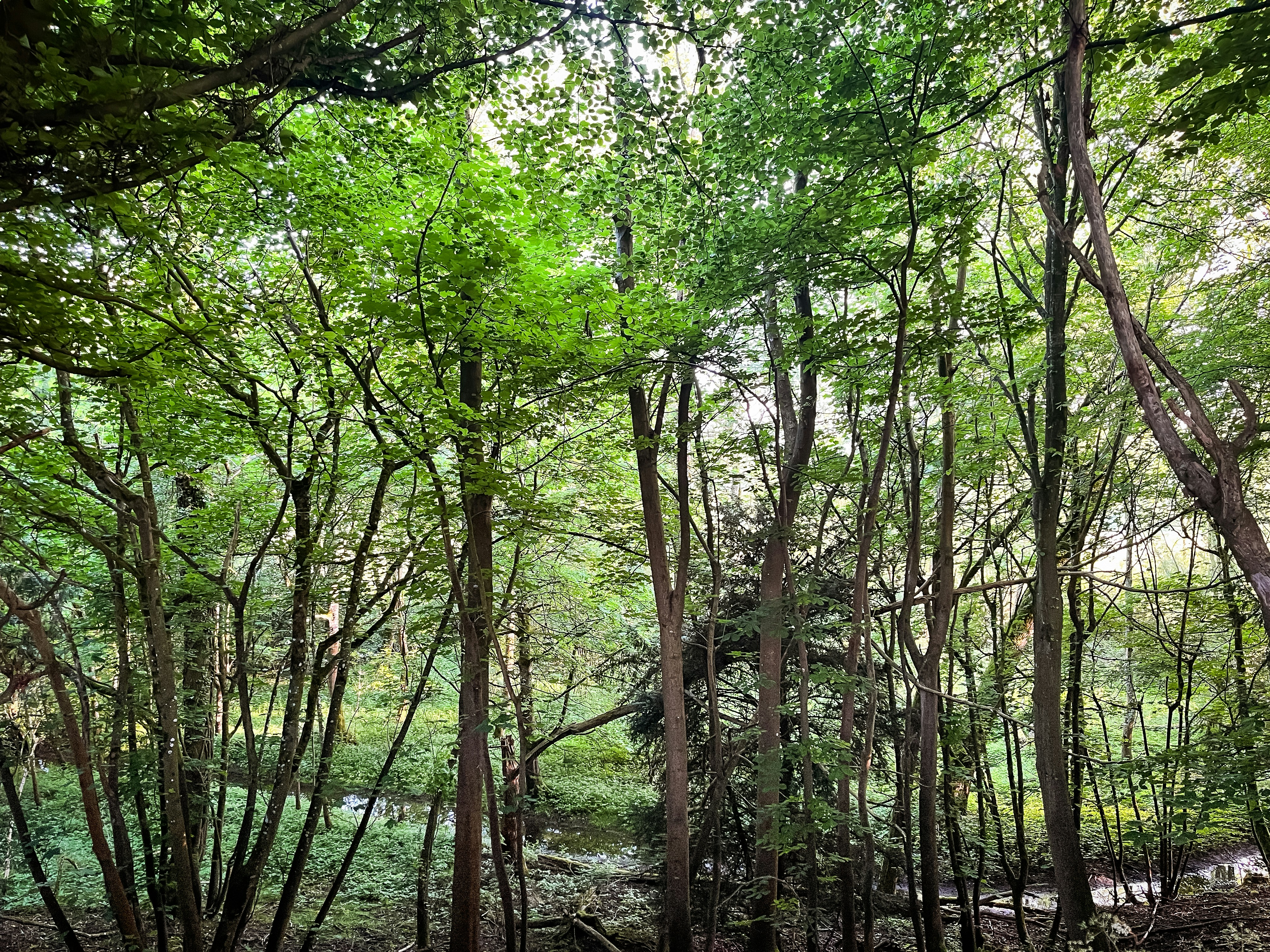 East Texas Piney Woods - east texas pest control