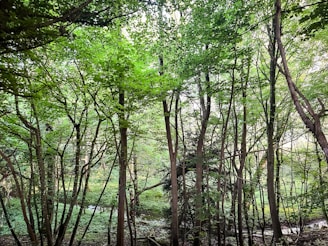 a forest filled with lots of green trees