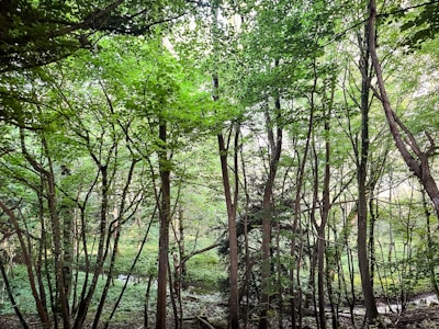 a forest filled with lots of green trees