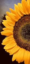 a large yellow sunflower with a black background
