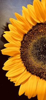 a large yellow sunflower with a black background