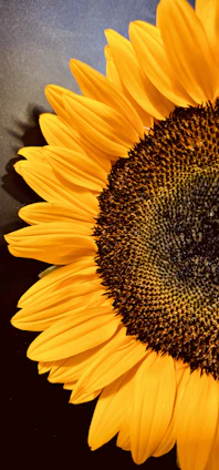 a large yellow sunflower with a black background