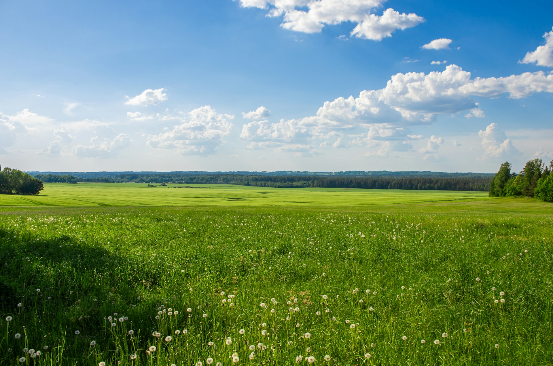 a field of grass and flowers under a blue sky