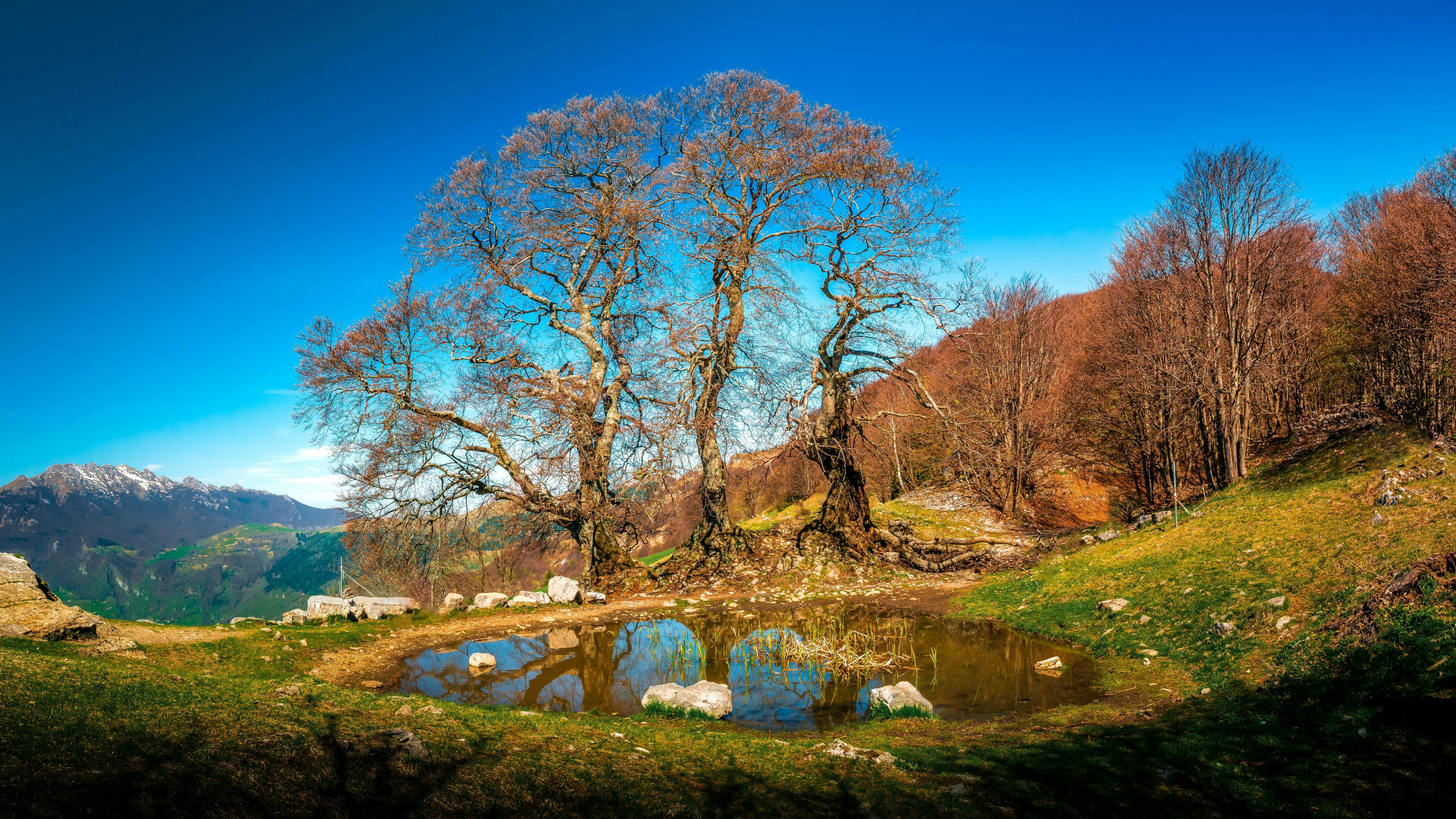 a small pond in the middle of a grassy field