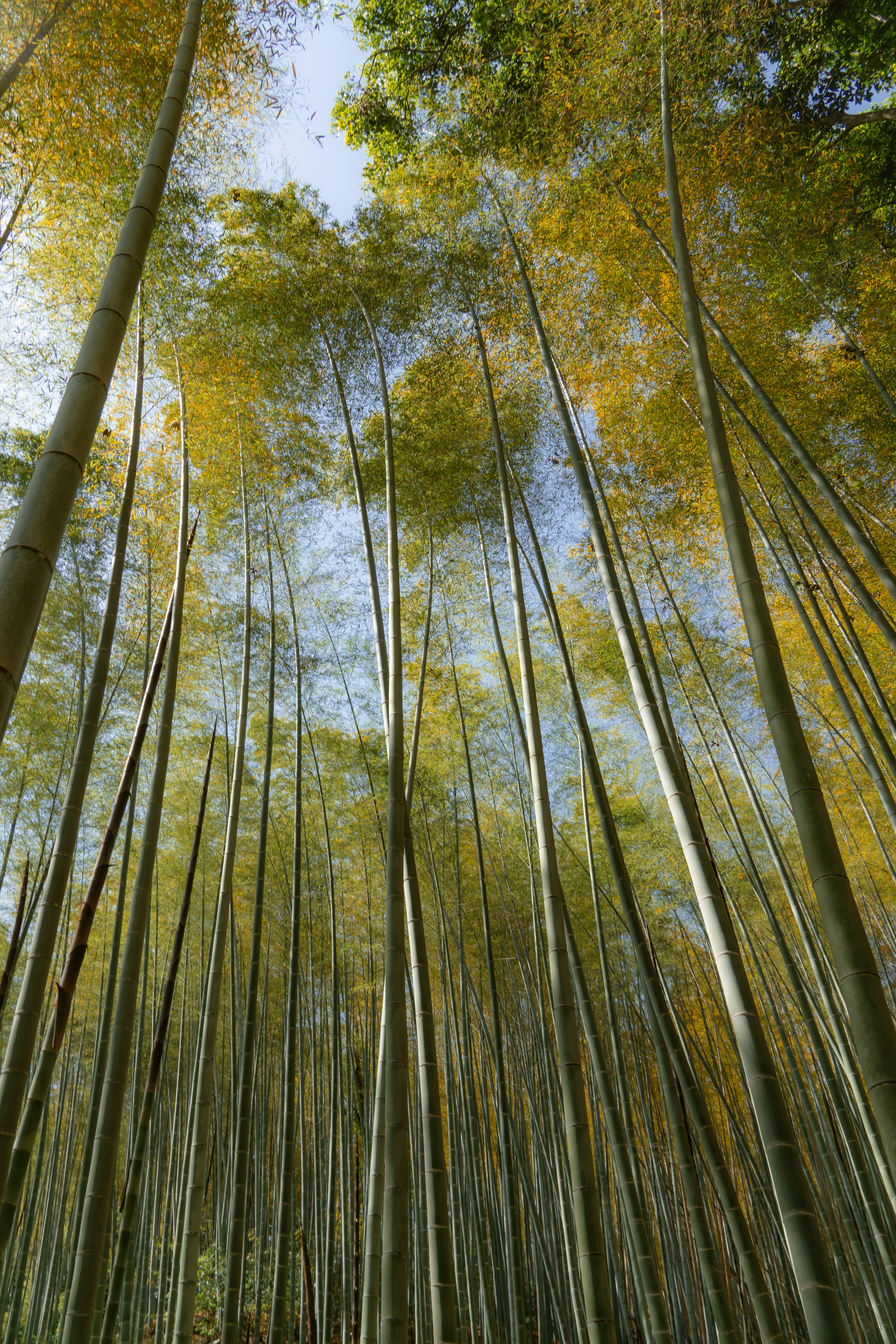 a group of tall bamboo trees in a forest