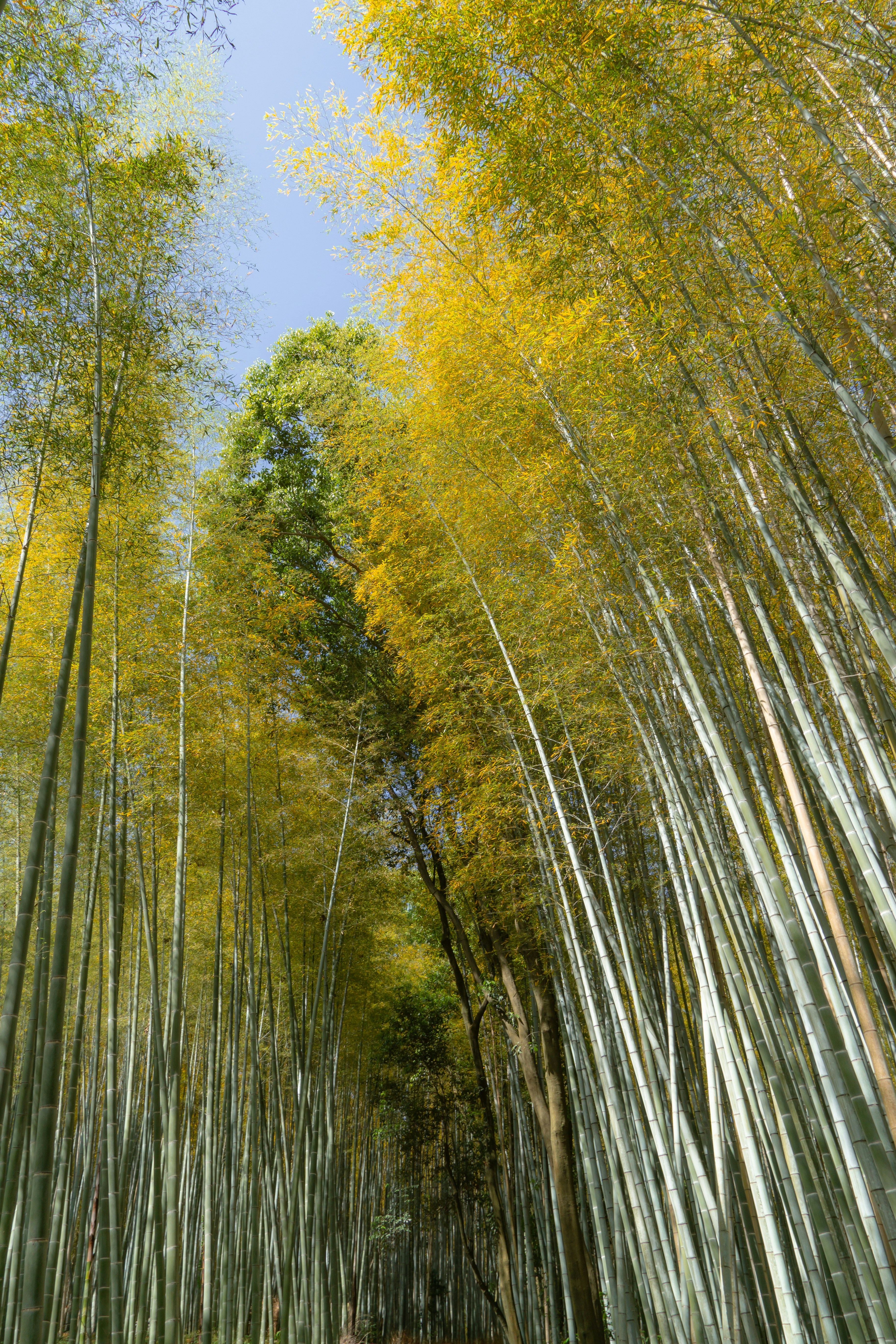 a path through a grove of tall bamboo trees