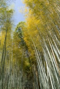 a path through a grove of tall bamboo trees