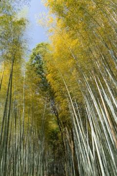 a path through a grove of tall bamboo trees