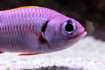 a close up of a pink fish in an aquarium