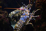 a close up of a lobster in an aquarium