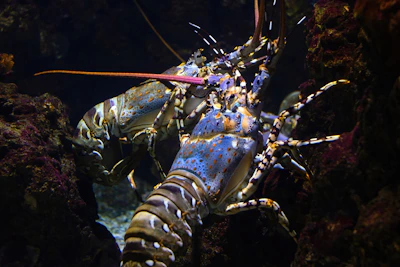 a close up of a lobster in an aquarium