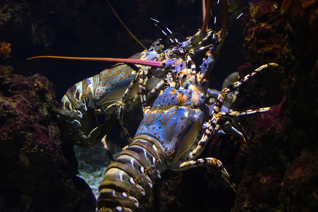 a close up of a lobster in an aquarium
