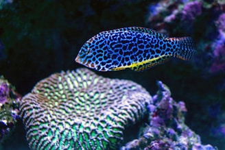 a blue and yellow fish swimming over a coral
