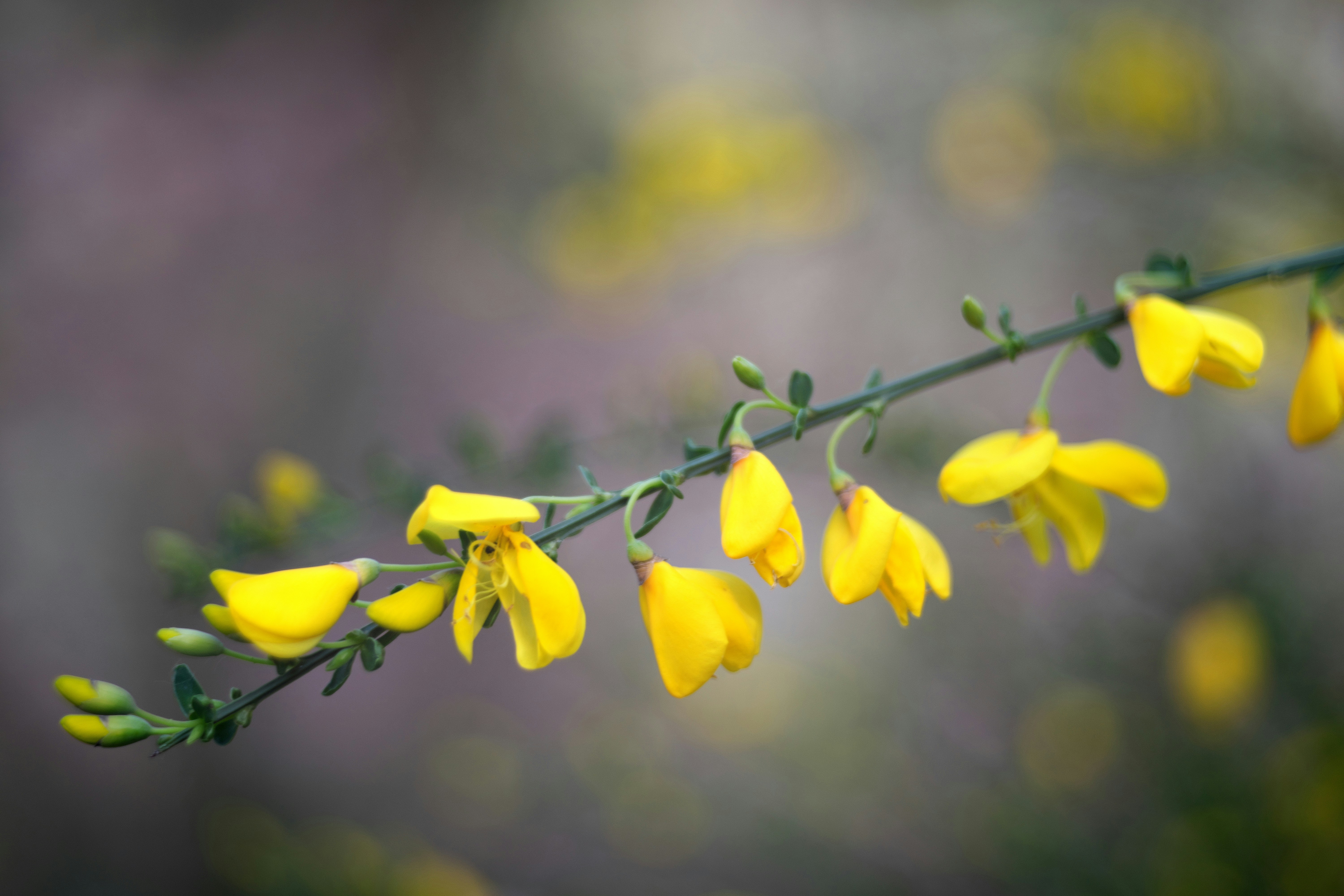 The sea of bokeh... A twig of a flowering shrub with yellow flowers photographed with shallow depth of field. Testing a manual 20th century lens adapted for a 21st century camera.