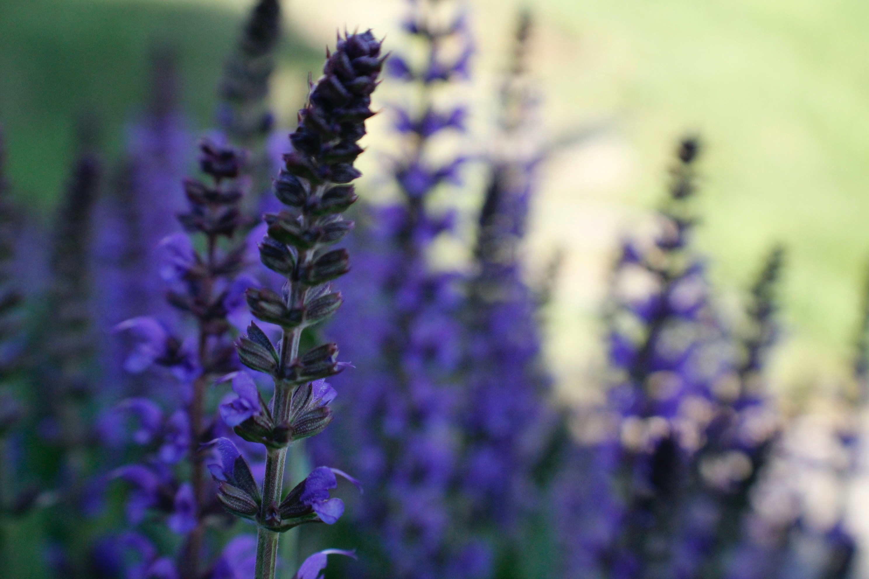 Photo by lisa_duqlaw