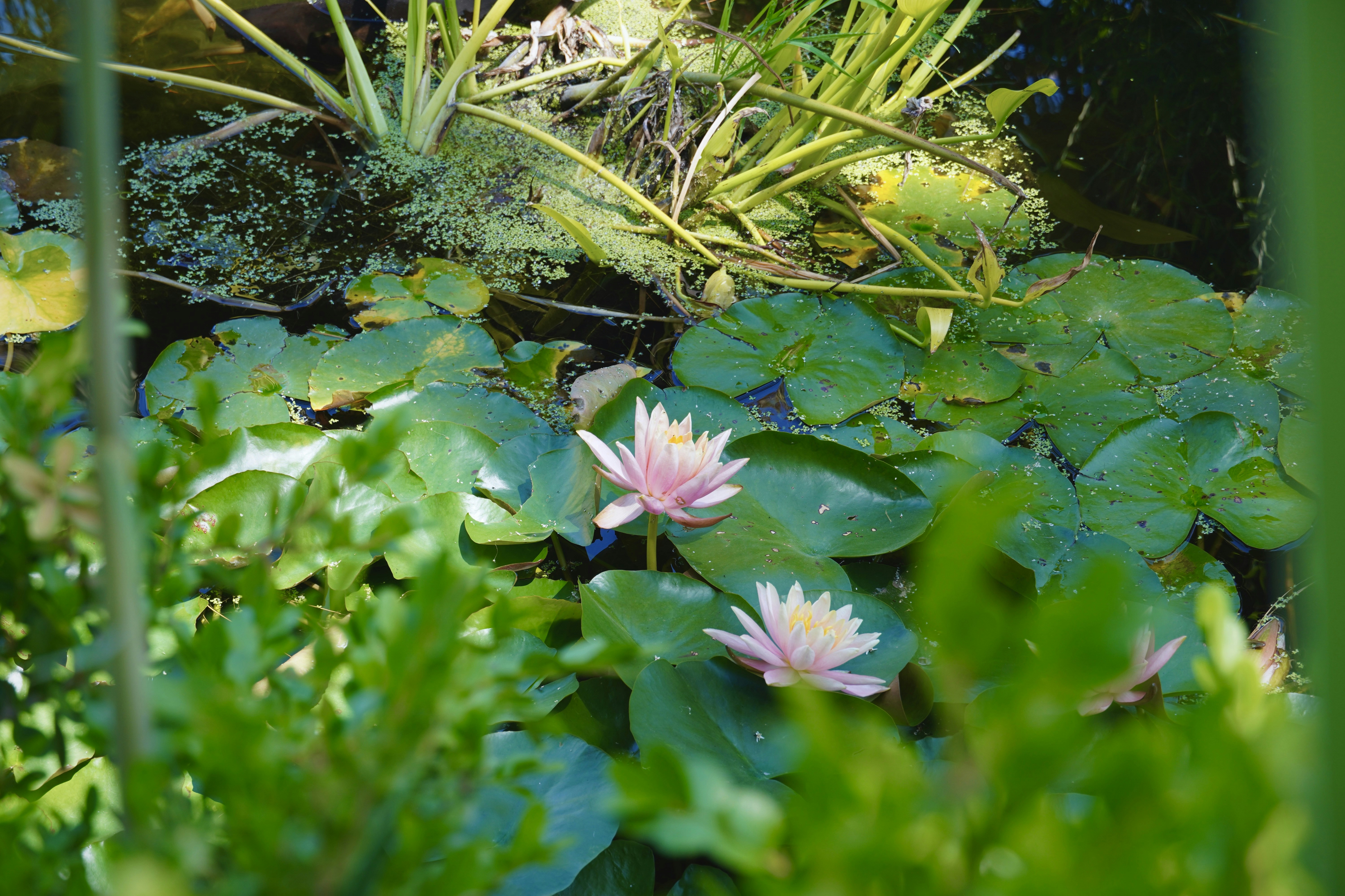 Photo by cosmicdustball