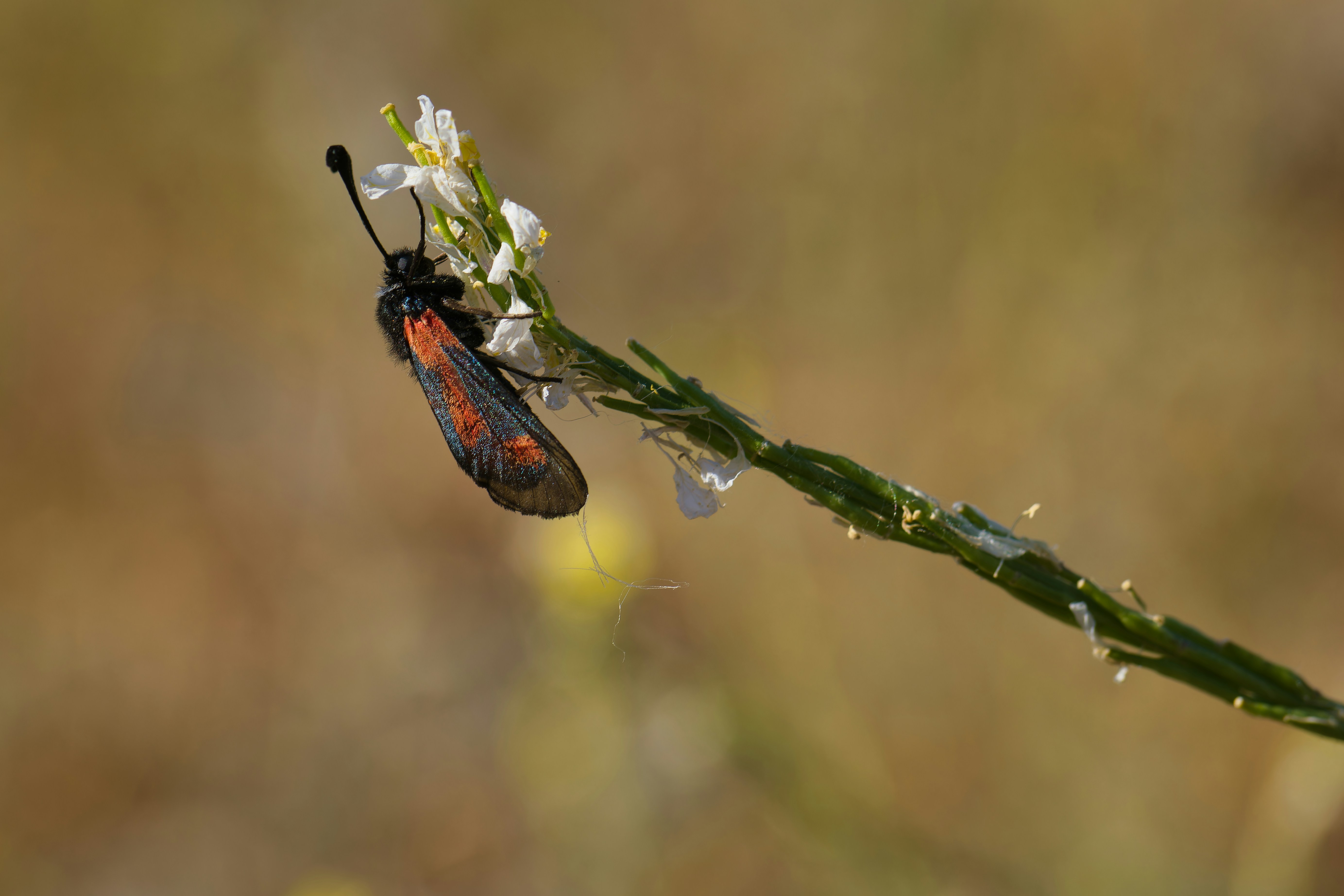 A bug sitting on top of a green plant photo – Free Andrena Image on ...