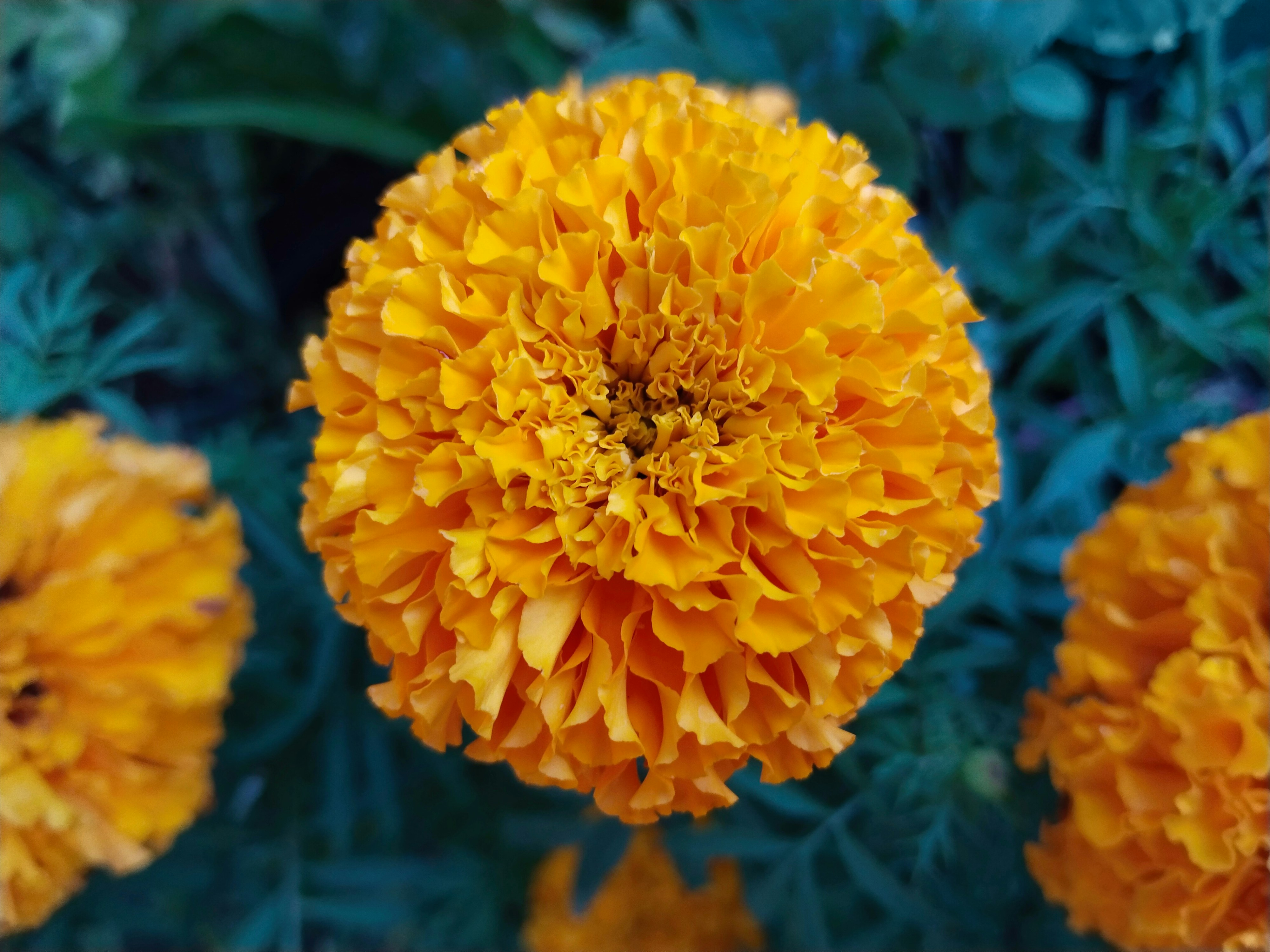 Photo by hybridnighthawk