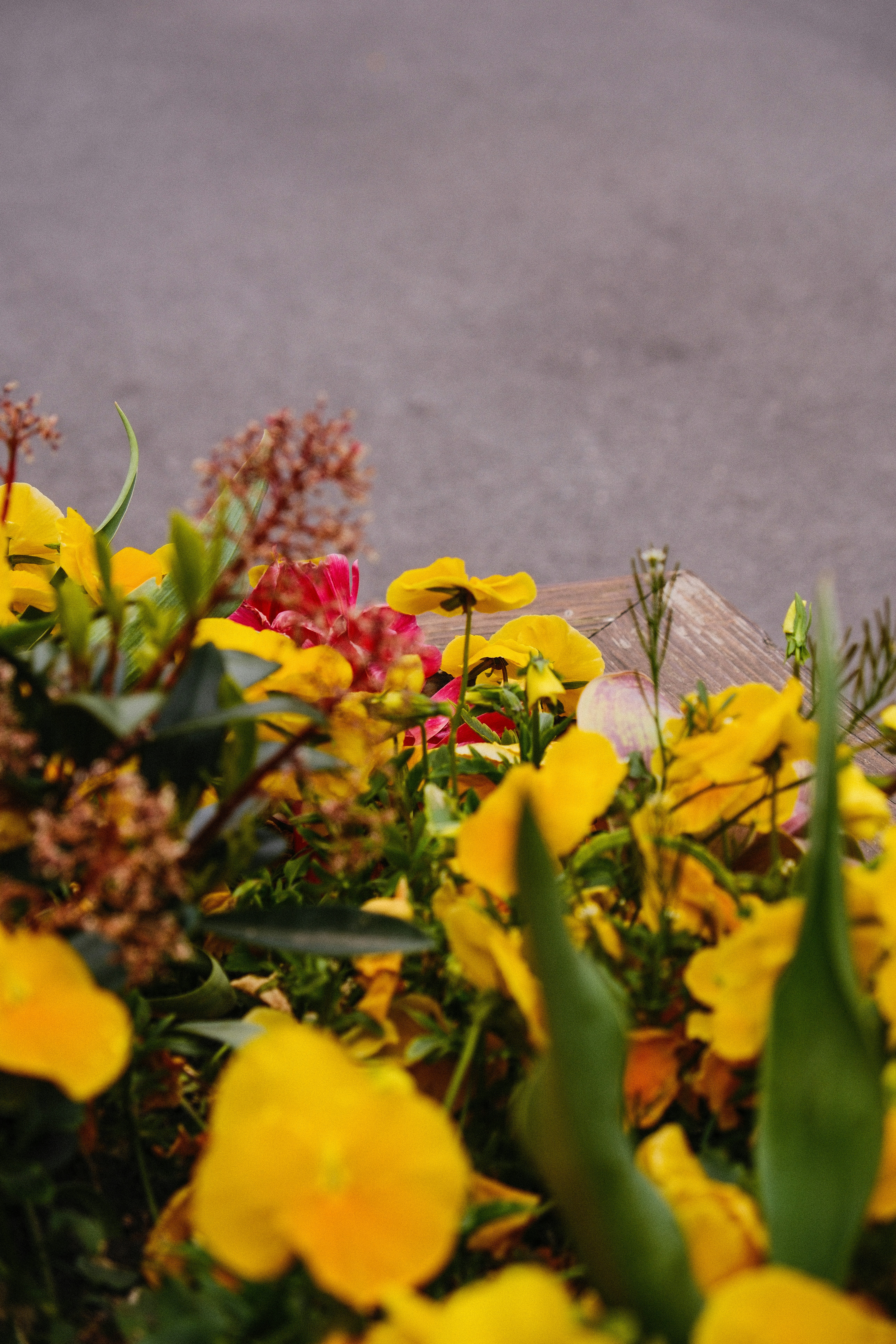 Photo by alexispresa