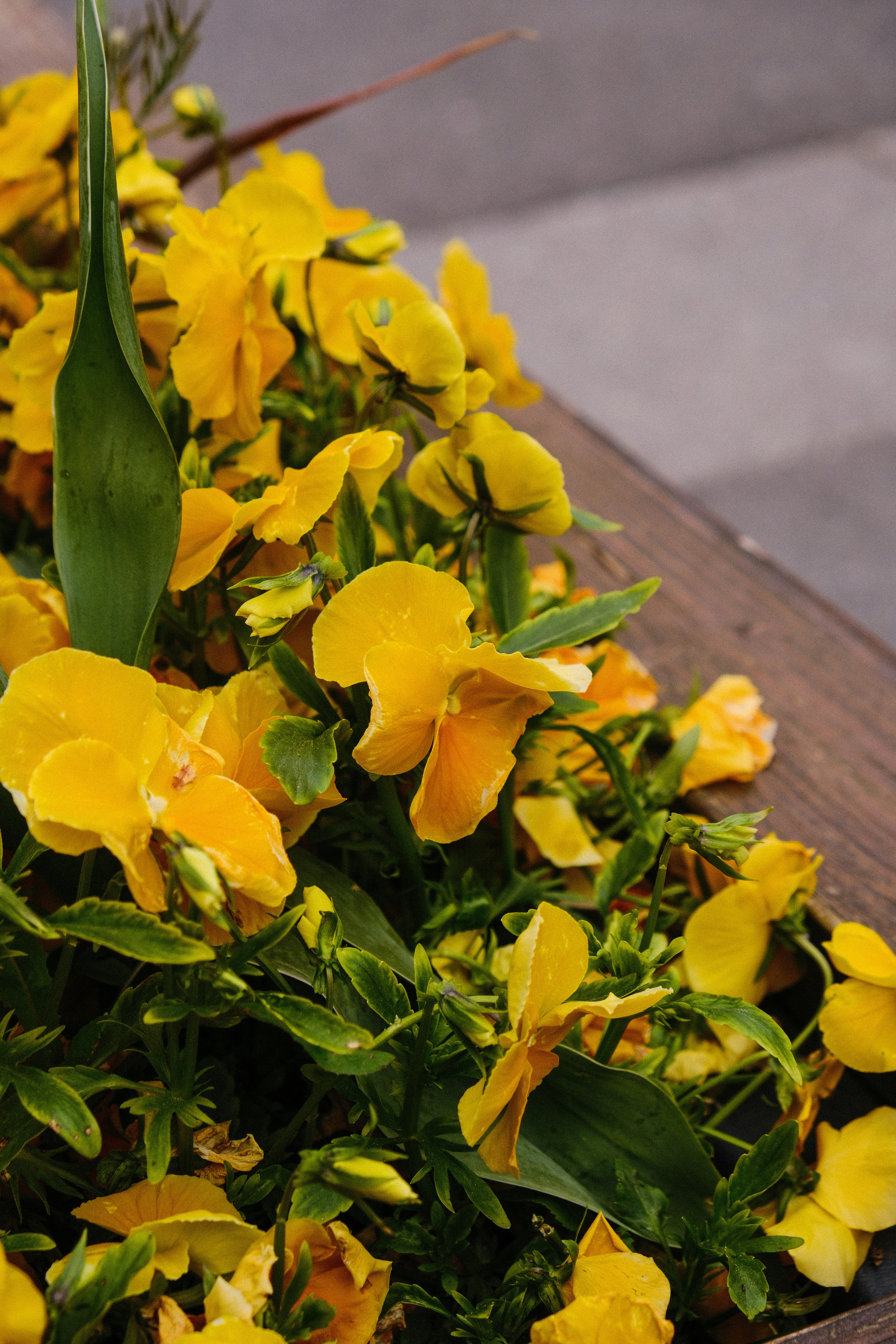 Photo by alexispresa