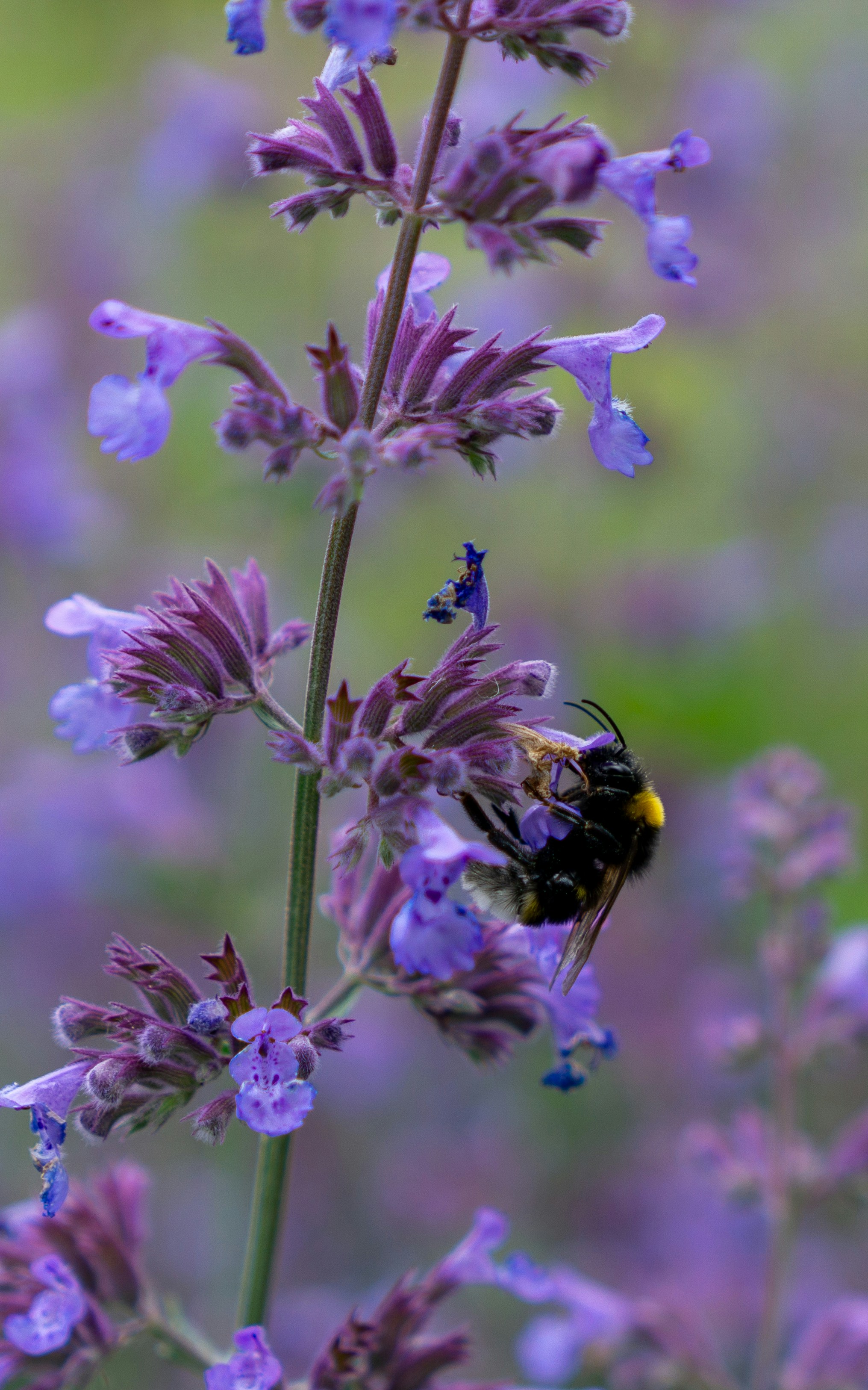 Photo by robertschwarz