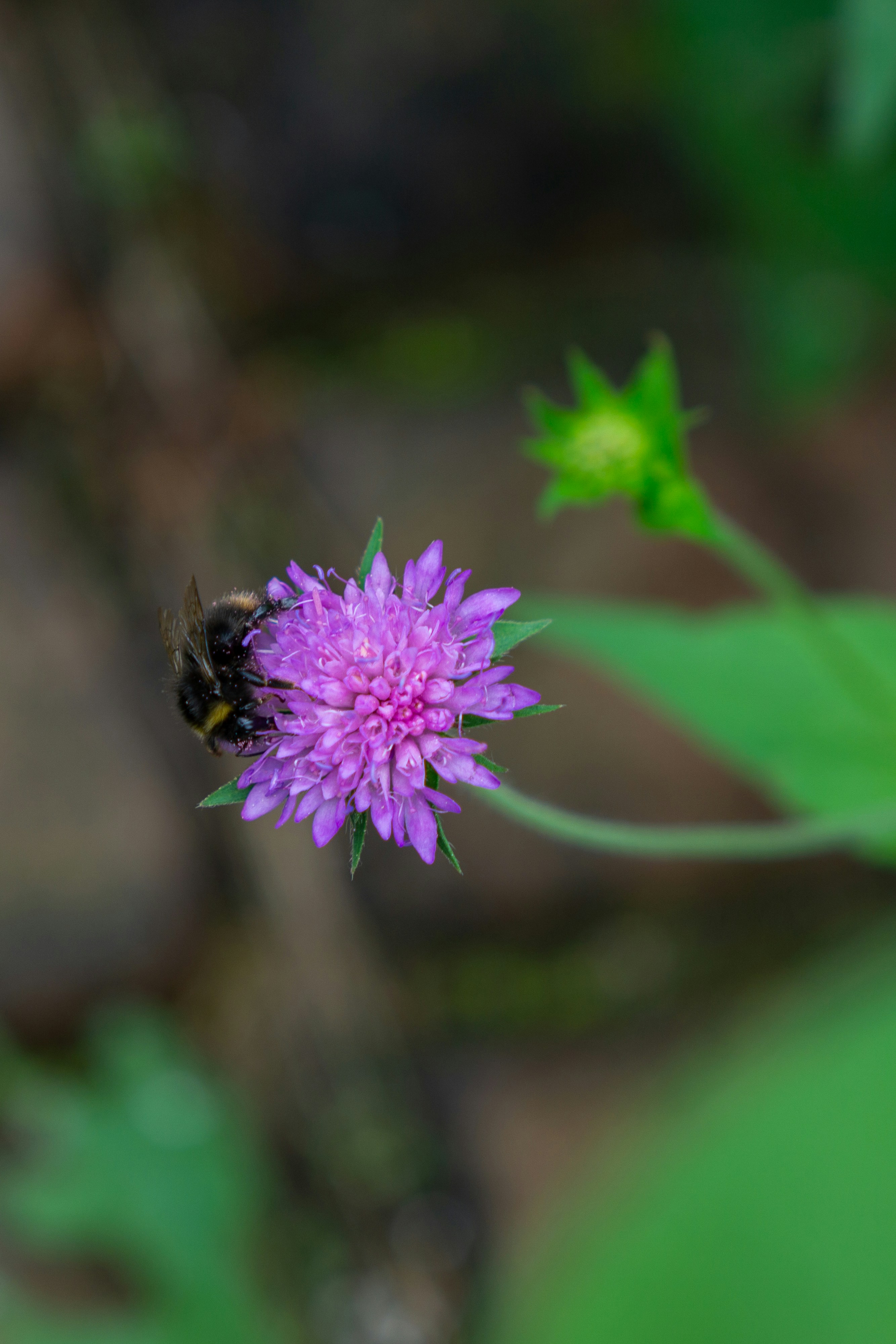 Photo by robertschwarz