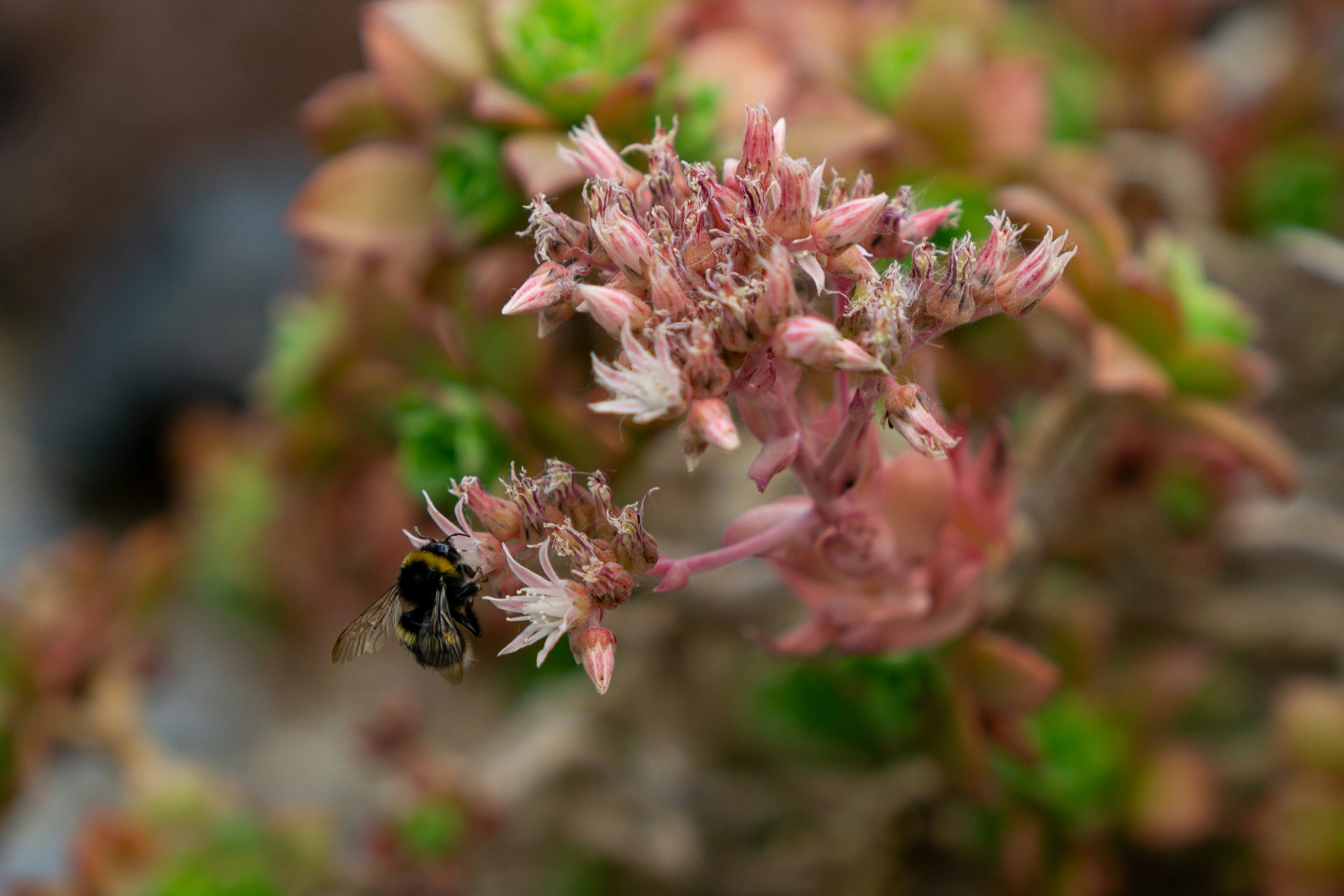 Photo by robertschwarz