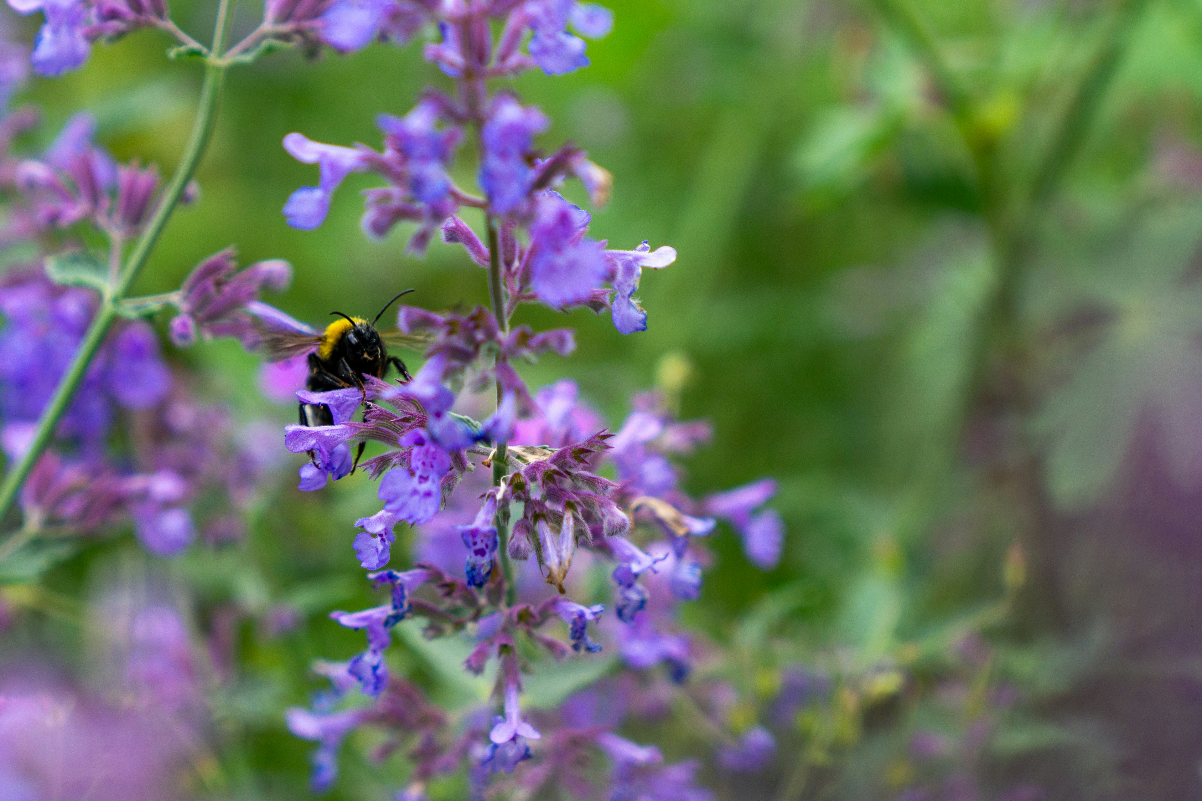 Photo by robertschwarz