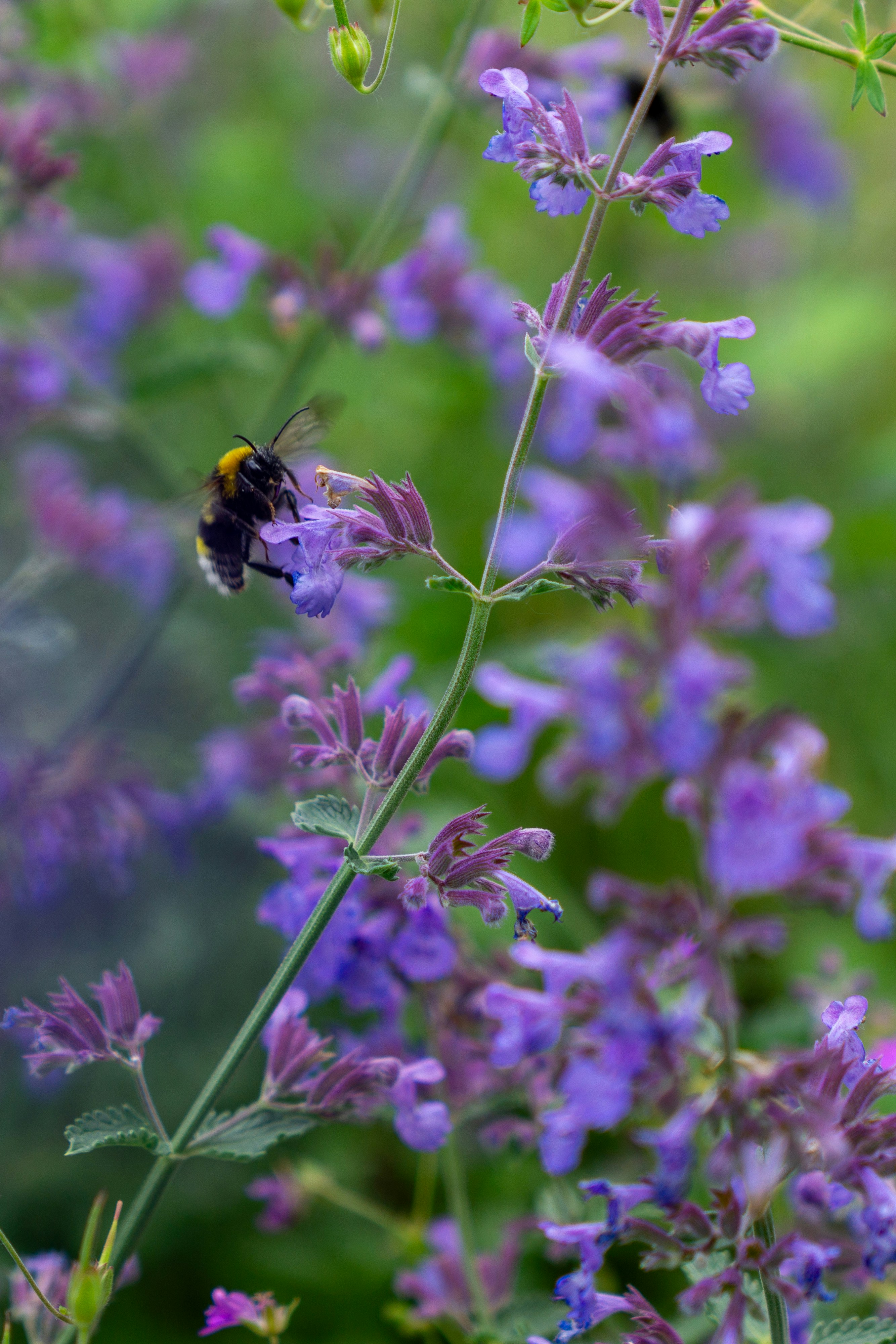 Photo by robertschwarz