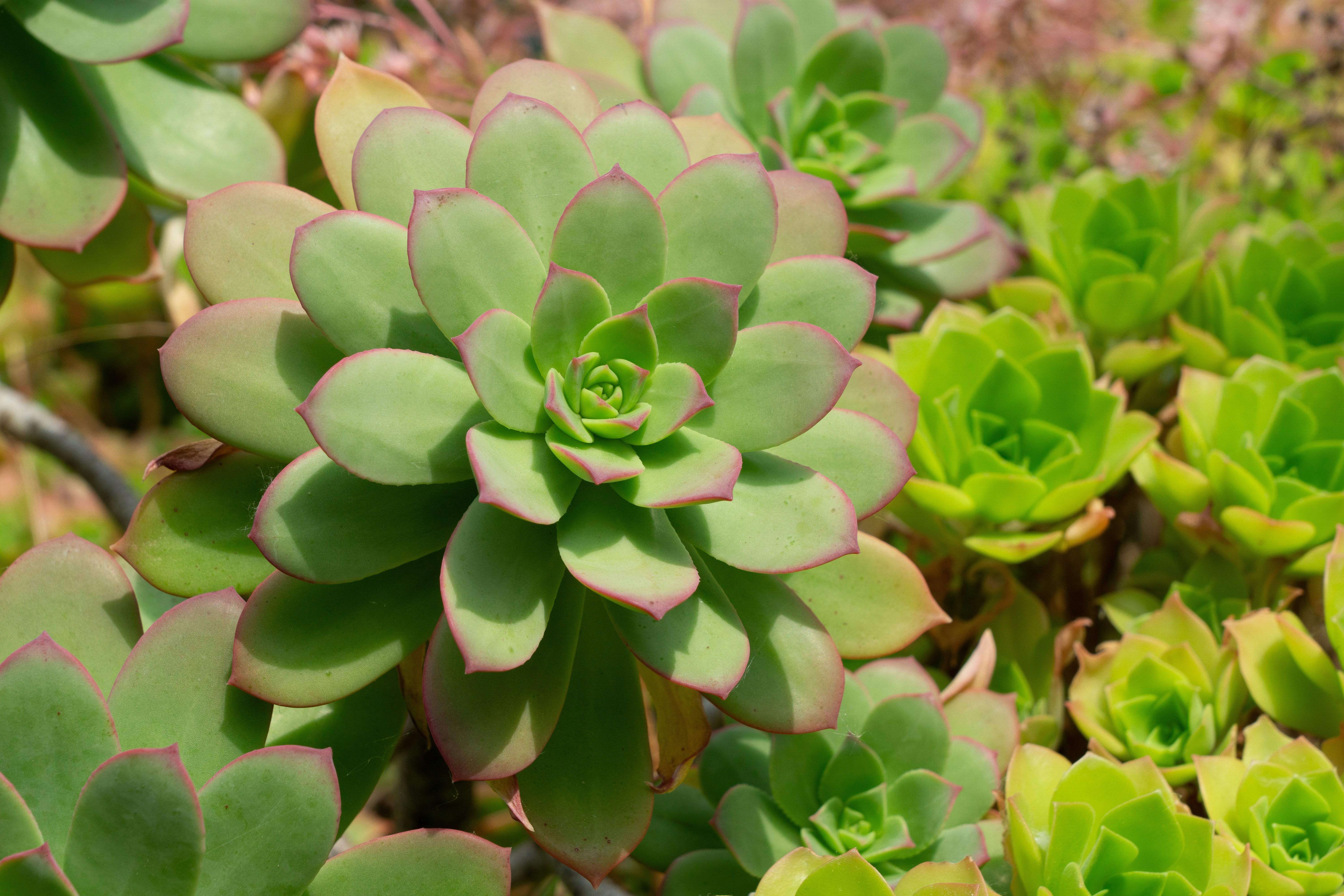 Photo by robertschwarz