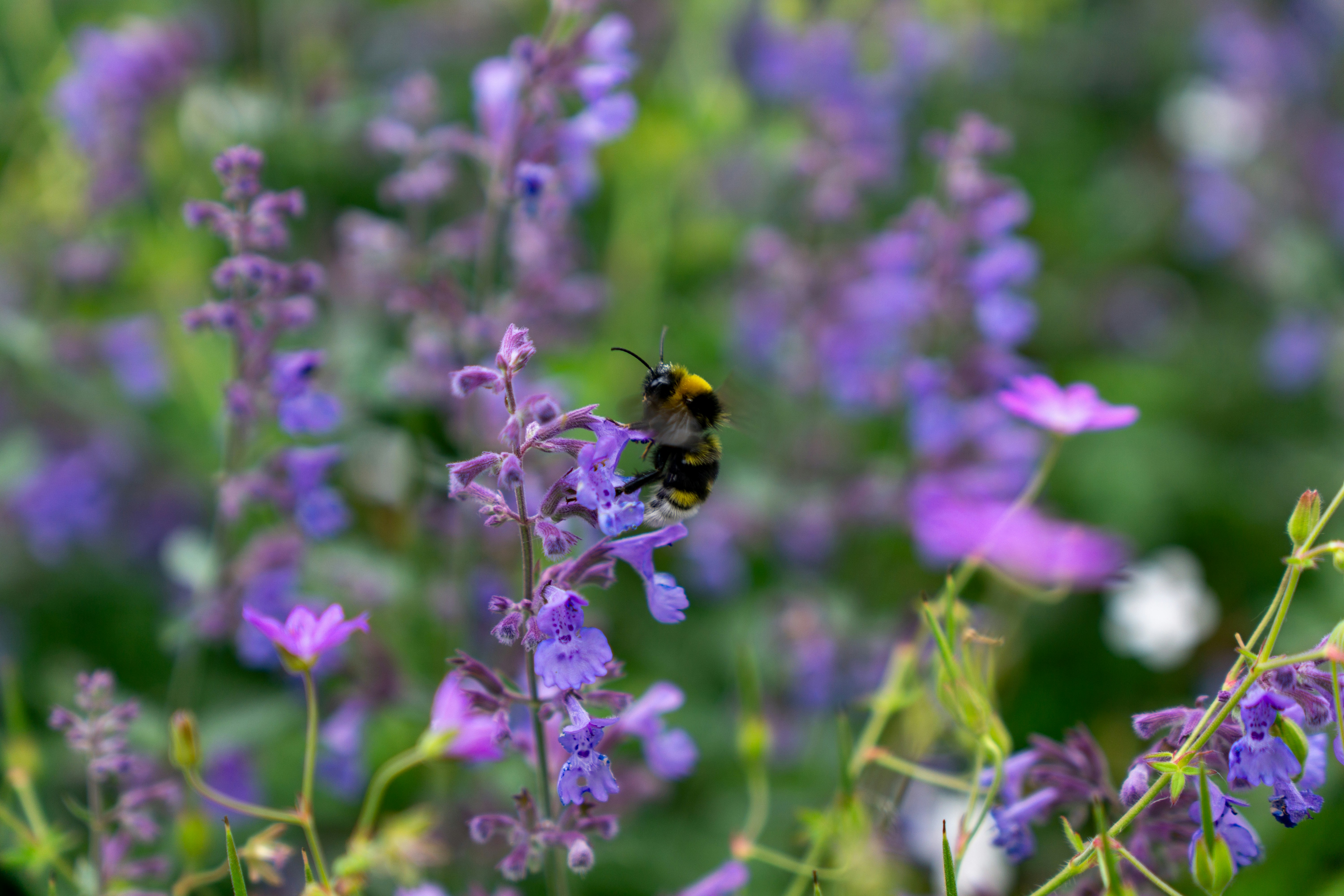 Photo by robertschwarz