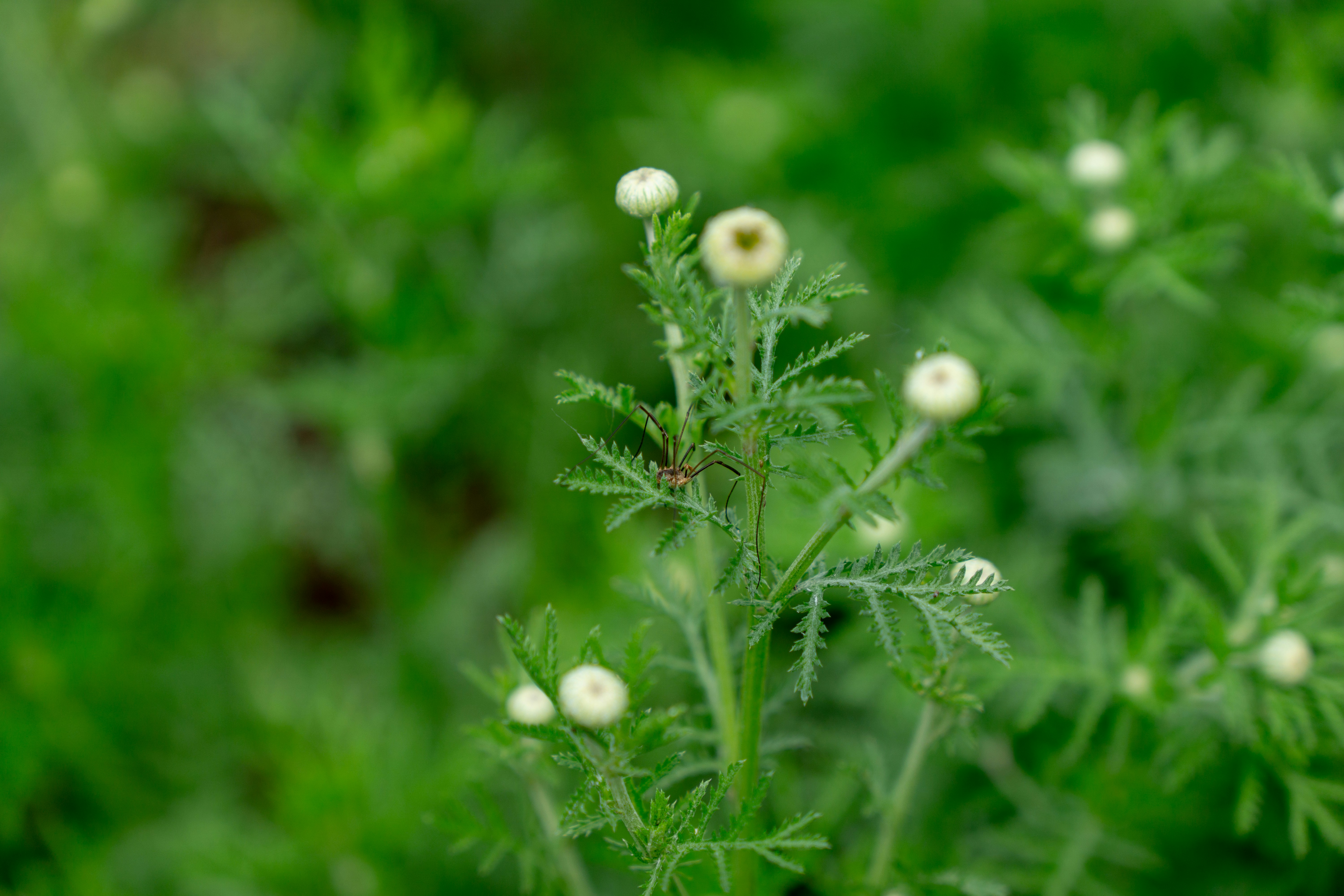 Photo by robertschwarz