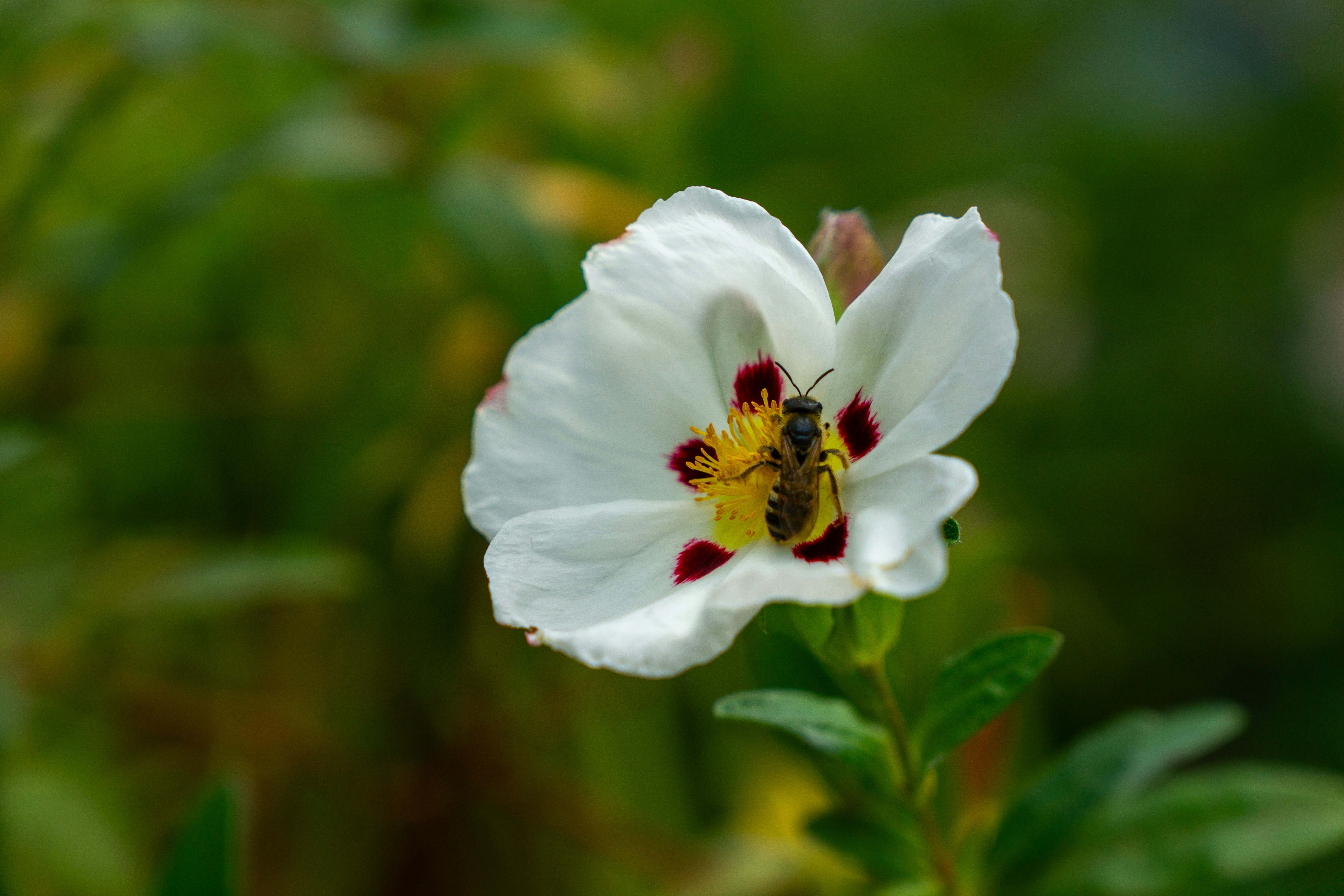 Photo by robertschwarz