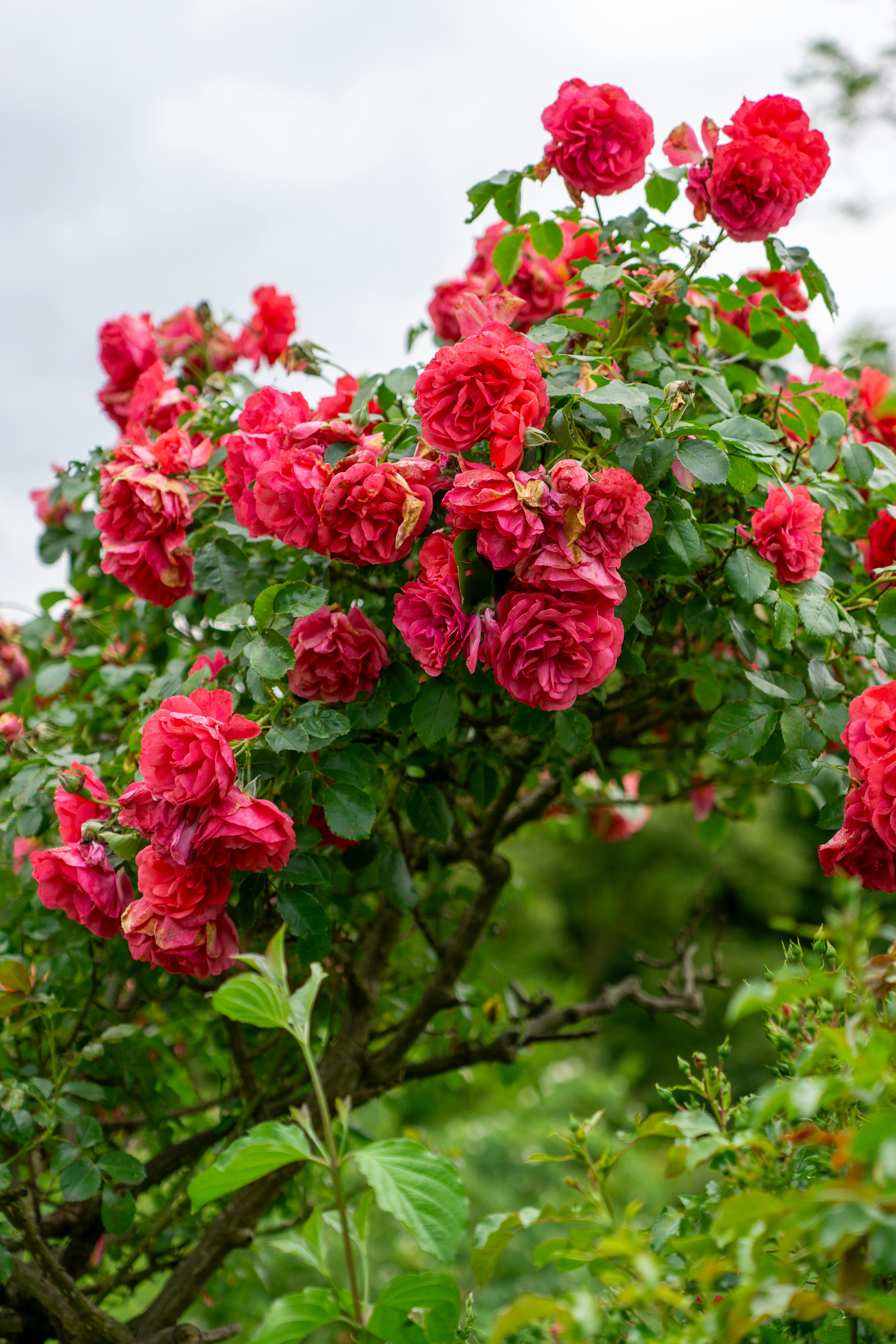 Photo by robertschwarz